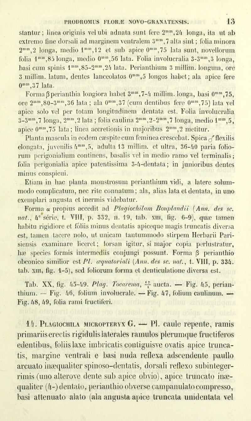 stantur; linea originis vel ubi adnata sunt fere 2mm,24 longa, ita ut ab extremo line dorsali ad marginem ventralem 3mm,7 alta sint; folia minora 2mm,2 longa, medio lmm,12 et sub apice 0mm,75 lata sunt, novellorum folia l“m,85 longa, medio 0m“’,56 lata. Folia involucralia 3-3mm,3 longa, basi cum spinis lmm,85-2“m,24 lata. Perianthium 3 millim. longum, ore 3 millim. latum, dentes lanceolatos 0mm,5 longos habet; ala apice fere 0mm,37 lata. Forma(3periantliia longiora habet 3mm,7-4 millim. longa, basi 0mm,75, ore 2mm,80-3,nra,36 lata ; ala 0mm,37 (cum dentibus fere 0mm,75) lata vel apice solo vel per totam longitudinem dentata est. Folia involucralia 3-3mm,7 longa, 2mm,2 lata ; folia caulina 2min,2-2mm,7 longa, medio lmm,5, apice 0,nm,75 lata; linea accretionis in majoribus 2“m,2 metitur. Planta mascula in eodem caespite cum feminea crescebat. Spica flexilis elongata, juvenilis 4mm,5, adulta 13 millim. et ultra, 36-40 paria folio- rum perigonialium continens, basalis vel in medio ramo vel terminalis; folia perigonialia apice patentissima 3-4-dentata; in junioribus dentes minus conspicui. Etiam in hac planta monstrosum perianthium vidi, a latere solum- modo complicatum, nec rite connatum; ala, alias lata et dentata, in uno exemplari angusta et inermis videbatur. Forma a propius accedit ad Ptagiochilam Bonplandii (Ann. des sc. nat., 4° serie, t. VIII, p. 332, n. 19, tab. xm, lig. 6-9), quae tamen habitu rigidiore et foliis minus dentatis apiceque magis truncatis diversa est, tamen tacere nolo, ut unicam tantummodo stirpem Herbarii Pari- siensis examinare liceret; forsan igitur, si major copia perlustratur, hae species formis intermediis conjungi possunt. Forma (3 perianthio obconico similior est Pl. (equatoriali [Ann. des sc. nat., t. VIII, p. 334. tab. xm, fig. 1-5), sed foliorum forma et denticulatione diversa est. Tab. XX, fig. 45-49. Plag. Tocarema, aucta. — Fig. 45, perian- thium. — Fig. 46, folium involucrale. —Fig. 47, folium caulinum. — Fig. 48, 49, folia rami fructiferi. 14. Plagiochila micropteryx G. — Pl. caule repente, ramis primariis erectis rigidulis laterales ramulos plerumque fructiferos edentibus, foliis laxe imbricatis contiguisve ovatis apice trunca- tis, margine ventrali e basi nuda reflexa adscendente paullo arcuato inaequaliter spinoso-dentatis, dorsali reflexo subinteger- rimis (uno alterove dente sub apice obvio), apice truncato inae- qualiter (h-) dentato, perianthio obverse campanulato compresso, basi attenuato alato (ala angusta apice truncata unidentata vel