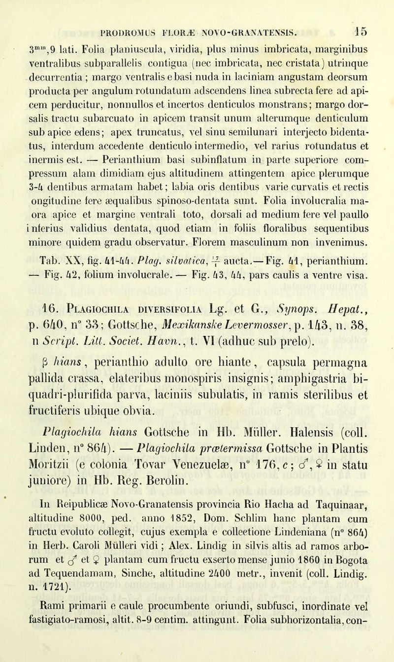 3mln,9 lati. Folia planiuscula, viridia, plus minus imbricata, marginibus ventralibus subparallelis contigua (nec imbricata, nec cristata) utrinque decurrentia ; margo ventralis e basi nuda in laciniam angustam deorsum producta per angulum rotundatum adscendens linea subrecta fere ad api- cem perducitur, nonnullos et incertos denticulos monstrans; margo dor- salis tractu subarcuato in apicem transit unum alterumque denticulum sub apice edens; apex truncatus, vel sinu semilunari interjecto Indenta- tus, interdum accedente denticulo intermedio, vel rarius rotundatus et inermis est. — Perianthium basi subinflatum in parte superiore com- pressum alam dimidiam ejus altitudinem attingentem apice plerumque 3-4 dentibus armatam habet; labia oris dentibus varie curvatis et rectis ongitudine Iere aequalibus spinoso-dentata sunt. Folia involucralia ma- ora apice et margine ventrali toto, dorsali ad medium tere vel paullo interius validius dentata, quod etiam in foliis floralibus sequentibus minore quidem gradu observatur. Florem masculinum non invenimus. Tab. XX, fig. 41 -44. Plag. silvaticaaucta.— Fig. 41, perianthium. — Fig. 412, folium involucrale. — Fig. 43, 44, pars caulis a ventre visa. 16. Plagiochila diversifolia Lg. et G., Synops. Hepat., p. 640, n° 36; Gottsche, Mexikanske Levermossei\p. l/j.3, n. 38, n Seripi. Litt. Societ. Havn., t. VI (adhuc sub prelo). p hians, perianthio adulto ore hiante, capsula permagna pallida crassa, elateribus monospiris insignis; amphigastria bi- quadri-phirifkla parva, laciniis subulatis, in ramis sterilibus et fructiferis ubique obvia. Plagiochila hians Gottsche in Hb. Mulier. Halensis (coli. Linden, n° 864). — Plagiochila praetermissa Gottsche in Plantis Moritzii (e colonia Tovar Venezuelse, n° 176,c; d*, 9 in statu juniore) in Hb. Reg. Berolin. In Reipublicse Novo-Granatensis provincia Rio Hacha ad Taquinaar, altitudine 8000, ped. anno 1852, Dom. Schlim hanc plantam cum fructu evoluto collegit, cujus exempla e collectione Lindeniana (n° 864) in Herb. Caroli Mulieri vidi; Alex. Lindig in silvis altis ad ramos arbo- rum et et 2 plantam cum fructu exserto mense junio 1860 in Bogota ad Tequendamam, Sinche, altitudine 2400 metr., invenit (coli. Lindig. n. 1721). Rami primarii e caule procumbente oriundi, subfusci, inordinate vel fastigiato-ramosi, altit. 8-9 ceritim. attingunt. Folia subhorizontalia,con-