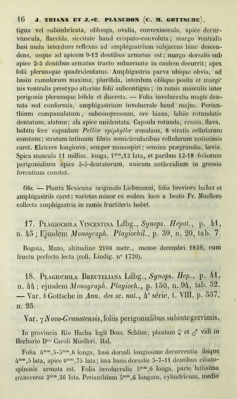 tigua vel subimbricata, oblonga, ovalia, convexiuscula, apice decur- viuscula, flaccida, siccitate haud crispato-convoluta; margo ventralis basi nuda interdum reflexus ad ampbigastrium subjacens hinc descen- dens, usque ad apicem 9-12 dentibus armatus est; margo dorsalis sub apice 2-3 dentibus armatus tractu subarcuato in caulem decurrit; apex folii plerumque quadridentatus. Amphigastria parva ubique obvia, ad basin ramulorum maxima, plurifida, interdum oblique posita et margi nis ventralis prostypo alterius folii subcontigua; in ramis masculis inter perigonia plerumque bifida et discreta. — Folia involucralia magis den- tata sed conformia, amphigastrium involucrale haud majus. Perian- thium campanulatum, subcompressum, ore hians, labiis rotundatis dentatum, alatum; ala apice unidentata. Capsula rotunda, crassa, flava, habitu fere capsulam Pellice epiphyllce aemulans, 8 stratis cellularum constans; stratum intimum fibris semicircularibus cellularum notissimis caret. Elateres longiores, semper monospiri; semina praegrandia, laevia. Spica mascula 11 millim. longa, 'lmm,12 lata, et paribus 12-18 foliorum perigonialium apice 3-5-dentatorum, unicum antheridium in gremio foventium constat. Obs. — Planta Mexicana originalis Liebmanni, folia breviora habet et amphigastriis caret; varietas minor ex eodem loco a beato Fr. Muellero collecta amphigastria in ramis fructiferis habet. 17. Plagiochila Vincentina Ldbg., Synops. Hepat., p. 41, n. ko ; Ejusdem Monograph. PlagiochiL, p. 39, n. 20, tab. 7. Bogota, Muzo, altitudine 2100 metr., mense decembri 1859, cum fructu perfecto lecta (coli. Lindig. n° 1720). 18. Plagiochila Breuteliana Lclbg., Synops. Hep., p. 41, li. 44; ejusdem Monograph. Plagioch., p. 150, n. 94, tab. 32. — Yar. fr Gottsche in Ann. cies sc. nat., 4C serie, t. VIII, p. 337, n. 23. Var. y Novo-Granatensis, foliis perigonialibus subintegerrimis. In provincia Rio Hacha legit Dom. Schlim; plantam 2 et c/ v'di in Herbario D,is Caroli Muelleri, Hal. Folia 4mm,5-5mm,6 longa, basi dorsali longissime decurrentia ibique 4mm,5 lata, apice 0mm,75 lata; ima basis dorsalis 5-7-11 dentibus ciliato- spinosis armata est. Folia involucralia 5mm,6 longa, parte latissima transversa 3”“,36 lata. Perianthium 5mm,6 longum, cylindricum, medio