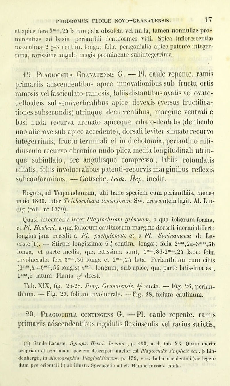 et apice fere 2“m,24 latum; ala obsoleta vel nulla, tamen nonnullas pro- minentias ad basin perianthii dentiformes vidi. Spica inflorescendae masculinae 2 f-3 centim. longa; folia perigonialia apice patente integer- rima, rarissime angulo magis prominente subintegerrima. 19. Plagiochila Granatensis G. — Pl. caule repente, ramis primariis adscendentibus apice innovationibus sui) fructu ortis ramosis vel fasciculato-ramosis, foliis distantibus ovatis vel ovato- deltoideis subsemiverticalibus apice devexis (versus fructifica- tiones subsecundis) utrinque decurrentibus, margine ventrali c basi nuda recurva arcuato apiceque ciliato-dentatis (denticulo uno alterove sub apice accedente), dorsali leviter sinuato recurvo integerrimis, fructu terminali et in dichotomia, perianthio niti- diusculo recurvo obconico nudo plica media longitudinali utrin- que subinflato, ore angulisque compresso, labiis rotundatis ciliatis, foliis involucralibus patenti-recurvis marginibus reflexis subconformibus. — Gottsche, Icon. Hcp. inedit. Bogota, ad Tequendamam, ubi hanc speciem cum perianthiis, mense maio 1860, inter Trichocoleam tomentosam Sw. crescentem legit. AI. Lin- dig (coli. n° 1730). Quasi intermedia inter Plagiochilam gibbosam, a qua foliorum forma, et Pl. Hookeri, a qua foliorum caulinorum margine dorsali inermi differt; longius jam recedit a Pl. pachylomate et a PL Surinamensi de La- coste(l). — Stirpes longissimae 6 j centim. longae; folia 2mm,24-3mm,3G longa, et parte media, qua latissima sunt, lmm,86-2mm,24 lata; folia involucralia fere 3mm,36 longa et 2mm,2^ lata. Perianthium cum ciliis (0mm,fn-0mm,56 longis) 4mm, longum, sub apice, qua parte latissima est, l“m,5 latum. Planta deest. Tab. XIX, fig. 26-28. Plag. Granatensis, ~ aucta. — Fig. 26, perian- thium. — Fig. 27, folium involucrale. — Fig. 28, folium caulinum. 20. Plagiochila contingens G. — Pl. caule repente, ramis primariis adscendentibus rigidulis flexiusculis vel rarius strictis, (1) Sandc Lacoste, Synops. Hepat. Jacanic., p. 103, n. 1, tab. XX. Quam merito propriam et legitimam speciem descripsit auctor est Plagiochila? simplicis var. p Lin- denbergii, in Monographia Plagiochilarum, p. 159, « ex India occidentali (sic legen- dum pro orientali !) ab illustr. Sprengelio ad el. Hampe missa » citata.