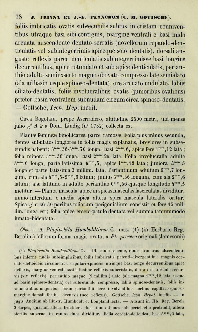 foliis imbricatis ovatis subsecundis subtus in cristam conniven- tibus utraque basi sibi contiguis, margine ventrali e basi nuda arcuata adscendente dentato-serratis (novellorum repando-den- ticulatis vel subintegerrimis apiceque solo dentatis), dorsali an- guste reflexis parce denticulatis subintegerrimisve basi longius decurrentibus, apice rotundato et sub apice denticulatis, perian- thio adulto semiexserto magno obovato compresso late semialato (ala adbasin usque spinoso-dentata), ore arcuato undulato, labiis ciliato-dentatis, foliis involucralibus ovatis (junioribus ovalibus) praeter basin ventralem subnudam circumcirca spinoso-dentatis. — Gottsche, Icon. Hep. ineclit. Circa Bogotam, prope Aserradero, altitudine 2500 metr., ubi mense julio (g et 5 a Dom. Lindig (n° 1732) collecta est. Plantae femineae bipollicares, parce ramosae. Folia plus minus secunda, dentes subulatos longiores in foliis magis explanatis, breviores in subse- cundis habent; 3ffim,36-3“im,70 longa, basi 2mm,6, apice fere lmm,12 lata ; folia minora 3mxn,36 longa, basi 2mm,24 lata. Folia involucralia adulta 5“m,6 longa, parte latissima £tmm,5, apice lmm, 12 lata; juniora 4mm,5 longa et parte latissima 3 millim. lata. Perianthium adultum 6mn\7 lon- gum, cum ala imm,5-5mm,6 latum; junius3mm,36 longum, cum ala 2”,6 latum ; alae latitudo in adulto periantliio 0“m,56 ejusque longitudo 4mm,5 metitur. —Planta mascula apice in spicas masculas fasciculatas dividitur, immo interdum e media spica altera spica mascula lateralis oritur. Spica cf e 36-^0 paribus foliorum perigonialium consistit et fere 15 mil- lim. longa est; folia apice erecto-patulo dentata vel summa tantummodo lunato-bidentata. Obs. — A Plagiockila Humboldtiana G. mss. (1) (in Herbario Reg. Berolin.) foliorum forma magis ovata, a Pl. procera originali (.lamesonii) (1) Plagiochi/a Humboldtiana G. — Pl. caule repente, ramis primariis adseendenti- bus inferne nudis subsimplicibus, foliis imbricatis patenti-divergentibus magnis cor- dato-deltoideis circumcirca capillari-spinosis utrinque basi longe decurrentibus apice deflexis, margine ventrali basi latissime reflexis subcristatis, dorsali rectiusculo recur- vis (vix reflexis), periantliio magno (9 millim.) alato (ala magna lmm, 12 lata usque ad basin spinoso-dentata) ore subrotundo compresso, labiis spinoso-dentatis, foliis in- volucralibus majoribus basin periantbii fere involventibus fortius capillari-spinosis margine dorsali fortius decurvis (nec reflexis). Gottsche, Icon. Hepat. inedit. — In jugis Andium ab illustr. Humboldt et Bonpland lecta. — Adsunt in Hb. Reg. Berol. 2 stirpes, quarum altera fructifera duas innovationes sub perichaetio protrudit, altera sterilis superne in ramos duos dividitur. Folia cordato-deltoidea, basi 5min,6 lata.