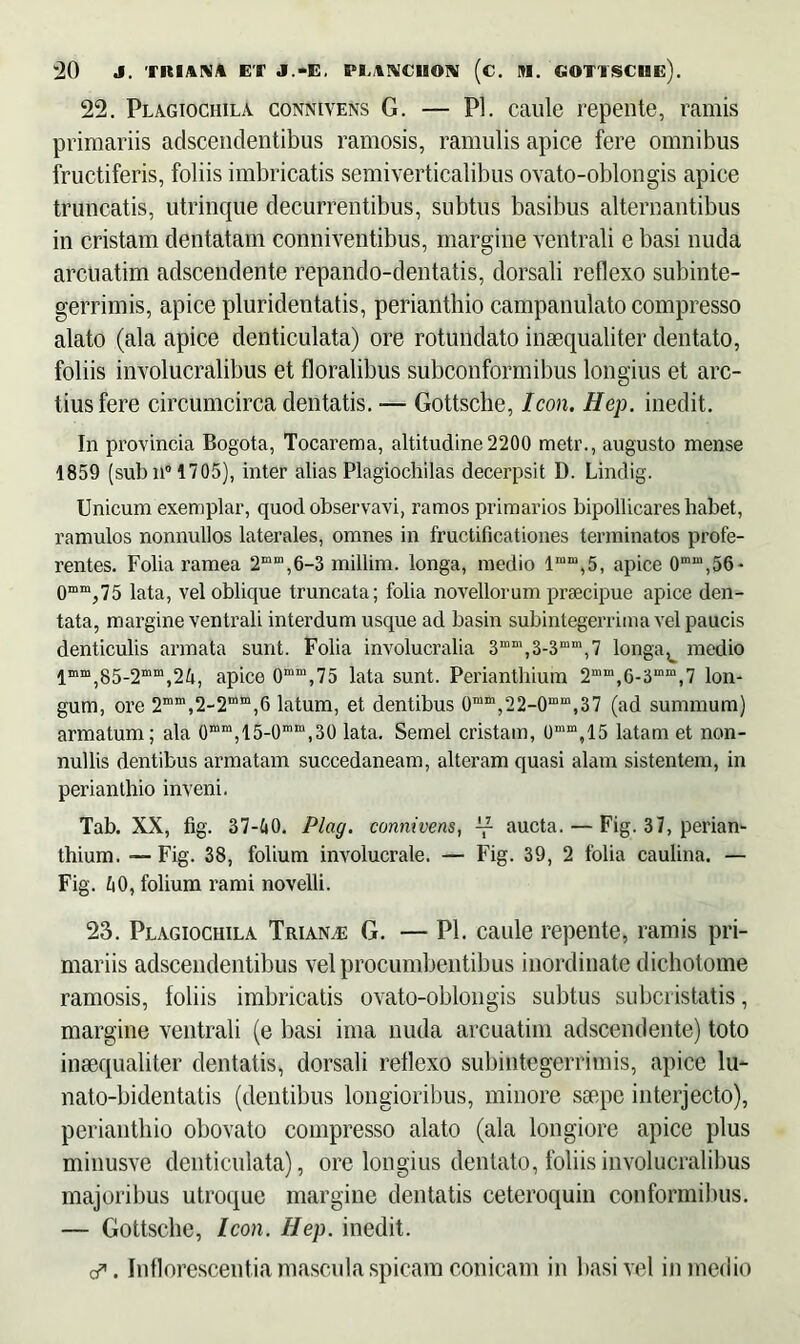 22. Plagiochila conniyens G. — Pl. caule repente, ramis primariis adscendentibus ramosis, ramulis apice fere omnibus fructiferis, foliis imbricatis semiverticalibus ovato-oblongis apice truncatis, utrinque decurrentibus, subtus basibus alternantibus in cristam dentatam conniventibus, margine ventrali e basi nuda arcuatim adscendente repando-dentatis, dorsali reflexo subinte- gerrimis, apice pluridentatis, perianthio campanulato compresso alato (ala apice denticulata) ore rotundato inaequaliter dentato, foliis involucralibus et floralibus subconformibus longius et arc- tius fere circumcirca dentatis. — Gottsche, Icon. Hep. inedit. In provincia Bogota, Tocarema, altitudine 2200 metr., augusto mense 1859 (sub n° 1705), inter alias Plagiochilas decerpsit D. Lindig. Unicum exemplar, quod observavi, ramos primarios bipollicares habet, ramulos nonnullos laterales, omnes in fructificationes terminatos profe- rentes. Folia ramea 2mm,6-3 millim. longa, medio lmm,5, apice 0m“,56- 0mm,75 lata, vel oblique truncata; folia novellorum praecipue apice den- tata, margine ventrali interdum usque ad basin subintegerrima vel paucis denticulis armata sunt. Folia involucralia 3n,ni,3-3mm,7 longa, medio lmm,85-2mm,24, apice 0mm,75 lata sunt. Periantbium 2mm,G-3““,7 lon- gum, ore 2mm,2-2“m,6 latum, et dentibus 0min,22-0mm,37 (ad summum) armatum; ala 0mm,15-0mm,30 lata. Semel cristam, 0“m,15 latam et non- nullis dentibus armatam succedaneam, alteram quasi alam sistentem, in perianthio inveni. Tab. XX, fig. 37-tiO. Plag. connivens, ~ aucta. — Fig. 37, perian- thium. — Fig. 38, folium involucrale. — Fig. 39, 2 folia caulina. — Fig. 40, folium rami novelli. 23. Plagiochila Trian^e G. — Pl. caule repente, ramis pri- mariis adscendentibus vel procumbentibus inordinate dichotome ramosis, loliis imbricatis ovato-oblongis subtus subcristatis, margine ventrali (e basi ima nuda arcuatim adscendente) toto inaequaliter dentatis, dorsali reflexo subintegerrimis, apice lu~ nato-bidentatis (dentibus longioribus, minore saepe interjecto), perianthio obovato compresso alato (ala longiore apice plus minusve denticulata), ore longius dentato, foliis involucralibus majoribus utroque margine dentatis ceteroquin conformibus. — Gottsche, Icon. Hep. inedit. o. Inflorescentia mascula.spicam conicam in basi vel in medio