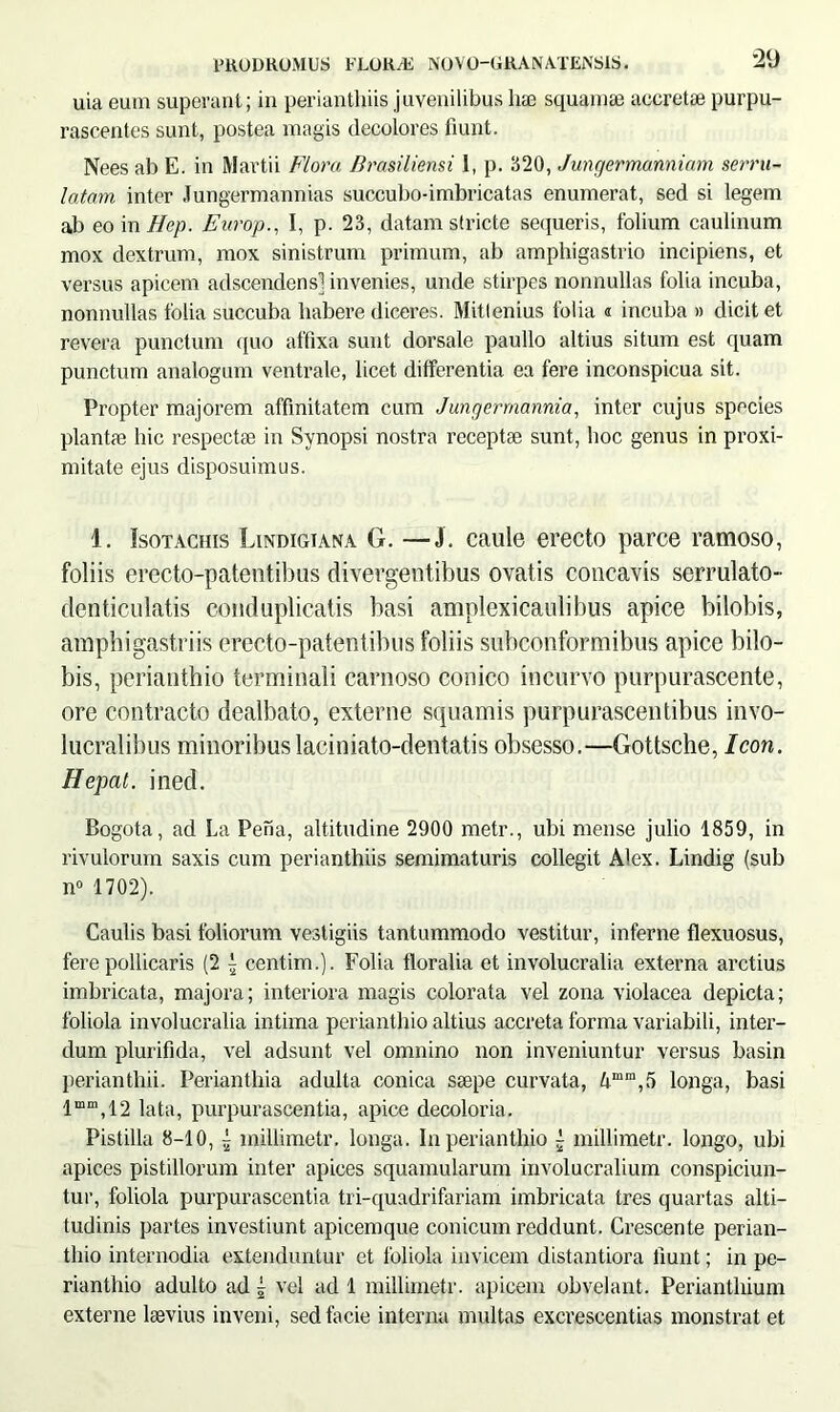 uia eum superant; in perianthiis juvenilibus lue squamee accretae purpu- rascentes sunt, postea magis decolores fiunt. Nees ab E. in Martii Flora Brasiliensi I, p. 320, Jungermanniam serru- latarn inter Jungermannias succubo-imbricatas enumerat, sed si legem ab eo in Hep. Europ., I, p. 23, datam stricte sequeris, folium caulinum mox dextrum, mox sinistrum primum, ab amphigastrio incipiens, et versus apicem adscendensl invenies, unde stirpes nonnullas folia incuba, nonnullas folia succuba liabere diceres. Mittenius folia « incuba » dicit et revera punctum quo affixa sunt dorsale paullo altius situm est quam punctum analogum ventrale, licet differentia ea fere inconspicua sit. Propter majorem affinitatem cum Jungerrnannia, inter cujus species plantae hic respectae in Synopsi nostra receptae sunt, hoc genus in proxi- mitate ejus disposuimus. 1. Isotachis Lindigiana G. —J. caule erecto parce ramoso, foliis erecto-patentibus divergentibus ovatis concavis serrulato- denticulatis conduplicatis basi amplexicaulibus apice bilobis, amphigastriis erecto-patentibus foliis subconformibus apice bilo- bis, perianthio terminali carnoso conico incurvo purpurascente, ore contracto dealbato, externe squamis purpurascentibus invo- lucralibus minoribus laciniato-dentatis obsesso.—Gottsche, Icon. Hepat. ined. Bogota, ad La Pena, altitudine 2900 metr., ubi mense julio 1859, in rivulorum saxis cum perianthiis semimaturis collegit Alex. Lindig (sub n° 1702). Caulis basi foliorum vestigiis tantummodo vestitur, inferne flexuosus, fere pollicaris (2 i centim.). Folia floralia et involucralia externa arctius imbricata, majora; interiora magis colorata vel zona violacea depicta; foliola involucralia intima perianthio altius accreta forma variabili, inter- dum plurifida, vel adsunt vel omnino non inveniuntur versus basin perianthii. Perianthia adulta conica saepe curvata, &mm,5 longa, basi 1 mm, 12 ]ata? purpurascentia, apice decoloria. Pistilla 8-10, t millimetr. longa. In perianthio £ millimetr. longo, ubi apices pistillorum inter apices squamularum involucralium conspiciun- tur, foliola purpurascentia tri-quadrifariam imbricata tres quartas alti- tudinis partes investiunt apicemque conicum reddunt. Crescente perian- thio internodia extenduntur et foliola invicem distantiora fiunt; in pe- rianthio adulto ad £ vel ad 1 millimetr. apicem obvelant. Periantliium externe laevius inveni, sed facie interna multas excrescendas monstrat et