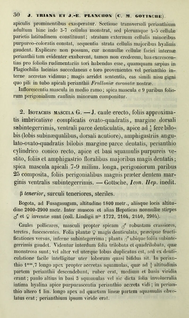 apiculis prominentibus exasperatur. Sectione transversali periantliium adultum hinc inde 3-7 cellulas monstrat, sed plerumque 4-5 cellulae parietis latitudinem constituunt; stratum externum cellulis minoribus purpureo-coloratis constat, sequentia strata cellulis majoribus hyalinis gaudent. Explicare non possum, cur nonnullae cellulae faciei internae perianthii tam evidenter exuberent, tamen non crederem, lias excrescen- das pro foliolis rudimentariis tori habendas esse, quamquam saepius in Plagiochilis lacinias succedaneas e toro provenientes vel perianthio in- terne accretas vidimus; magis arridet sententia, eas simili nisu gigni quo pili in tubo apicali perianthii FrvManice coronata; nostrae. Inflorescentia mascula in medio ramo; spica mascula e 9 paribus folio- rum perigonialium caulinis minorum componitur. 2. Isotachis mascula G. —J. caule erecto, foliis approxima- tis imbricatisve complicatis ovato-quadratis, margine dorsali subintegerrimis, ventrali parce denticulatis, apice ad { ferebilo- bis (lobis subinsequalibus, dorsali acutiore), amphigastriis angu- lato-ovato-quadratis bilobis margine parce dentatis, perianthio cylindrico conico recto, apice et basi squamulis purpureis ve- stito, foliis et amphigastrio floralibus majoribus magis dentatis; spica mascula apicali 7-9 millim. longa, perigoniorum paribus 25 composita, foliis perigonialibus magnis praeter dentem mar- ginis ventralis subintegerrimis. —Gottsche, Icon. Ilep. inedit. (3 tenerior, surculi teneriores, steriles. Bogota, ad Fusagasugam, altitudine 1800 metr., aliisque locis altitu- dine 2000-2900 metr. Inter muscos et alias Hepaticas nonnullae stirpes c/ et 2 inventae sunt (coli. Lindigii nis 1722, 2104, 2140, 2904). Caules pollicares, masculi propter spicam robustam crassiores, teretes, fuscescentes. Folia plantae $ magis denticulata, praecipue fructi- ficationes versus, inferne subintegerrima; planta cf ubique loliis subinte- gerrimis gaudet. Videntur interdum folia irilobata et quadrilobata, quae monstrosa sunt; vel alter vel uterque lobus duplicatus est, sed ex denti- culatione facile intelligitur uter loborum quasi bifidus sit. In perian- thio lmm,7 longo apex propter accretas squamulas, quae ad f altitudinis partem perianthii descendebant, ruber erat, medium et basis viridia erant; paulo altius in basi 3 squamulas vel sic dicta folia involucralia intima hyalina apice purpurascentia perianthio accreta vidi; in perian- thio altero 1 lin. longo apex ad quartam lineae partem squamulis obve- latus erat; periantliium ipsum viride erat.