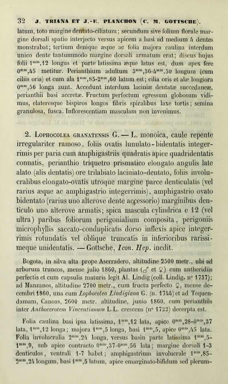 latum, toto margine dentato-ciliatum; secundum sive folium florale mar- gine dorsali spatio interjecto versus apicem a basi ad medium h dentes monstrabat; tertium denique aeque ac folia majora caulina interdum unico dente tantummodo margine dorsali armatum erat; discus hujus folii lmin,12 longus et parte latissima aeque latus est, dum apex fere 0mm,ti5 metitur. Perianthium adultum 3mm,36-4mm,50 longum (cum ciliis oris) et cum ala lm“,85~2mm,60 latum est; cilia oris et alte longiora 0mm,56 longa sunt. Accedunt interdum laciniae dentatae succedaneae, perianthii basi accretae. Fructum perfectum egressum globosum vidi- mus, elateresque bispiros longos fibris spiralibus laxe tortis; semina granulosa, fusca. Inflorescendam masculam non invenimus. 2. Lophocolea granatensis G. — L. monoica, caule repente irregulariter ramoso, foliis ovatis lunulato-bidentatis integer- rimis per paria cum amphigastriis quadratis apice quadridentatis connatis, perianthio triquetro prismatico elongato angulis late alato (alis dentatis) ore trilabiato laciniato-dentato, foliis involu- cralibus elongato-ovatis utroque margine parce denticulatis (vel rarius seque ac amphigastrio integerrimis), amphigastrio ovato bidentato (rarius uno alterove dente accessorio) marginibus den- ticulo uno alterove armatis; spica mascula cylindrica e 12 (vel ultra) paribus foliorum perigonialium composita, perigoniis microphyllis saccato-conduplicatis dorso inflexis apice integer- rimis rotundatis vel oblique truncatis in inferioribus rarissi- meque unidentatis. —Gottsche, Icon. Hep. inedit. Bogota, in silva alta prope Aserradero, altitudine 2500 metr., ubi ad arborum truncos, mense julio 1860, plantas et 2) cum antheridiis perfectis et cum capsulis maturis legit AI. Lindig(coll. Lindig. n° 1737); ad Manzanos, altitudine. 2700 metr., cum fructu perfecto 9, mense de- cembri 1860, una cum Lophocolea Lmdigiana G. (n. 17 W) et ad Tequen- damam, Canoas, 2600 metr. altitudine, junio 1860, cum perianthiis inter Anthocerotem Vincentianum L.L. crescens (n° 1722) decerpta est. Folia caulina basi ipsa latissima, lraln,12 lata, apice 0mm,28-0m“,37 lata, lmm,12 longa; majora lm“,5longa, basi lmm,5, apice lata. Folia involucralia 2m“,2A longa, versus basin parte latissima lmm,5- lmm,9, sub apice contracto Omm,37-Omm,56 lata; margine dorsali 1-3 denticulos, ventrali 1-7 habet; amphigastrium involucrale lmm,85- 2mm,2A longum, basi l”1®^ latum, apice emarginato-bifidum sed plerum-