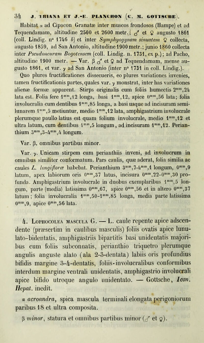 oh J. IKIAKi ET J.-E. PLAIMCHON (t. M. GOTTStllE). Habitat « ad Cipacon Granatae inter muscos frondosos (Hampe) et ad Tequendamam, altitudine 2500 et 2600 metr..; et $ augusto 1861 (coli. Lindig. n° 1746 b) et inter Symphyogynam sinuatam 2 collecta, augusto 1859, ad San Antonio, altitudine 1900 metr.; junio 1860 collecta inter Pseudoneuram Bogotensem (coli. Lindig. n. 1731, ex p.); ad Pacho, altitudine 1900 metr. — Var. (3 et $ ad Tequendamam, mense au- gusto 1861, et var. y ad San Antonio (inter n° 1731 in coli. Lindig.). Quo plures fructificationes dissecueris, eo plures variationes invenies, tamen fructificationis partes, quales var. y monstrat, inter has variationes alienae formae apparent. Stirps originalis cum foliis humectis 2m“,24 lata est. Folia fere lmm,12 longa, basi 1““,12, apice 0mm,56 lata; folia involucralia cum dentibus lmm,85 longa, a basi usque ad incisuram semi- lunarem lmm,5 metiuntur, medio 1““,12 lata, amphigastrium involucrale plerumque paullo latius est quam folium involucrale, medio lmm,12 et ultra latum, cum dentibus l”11^ longum, ad incisuram lmm,12. Perian- thium 3mm,3longum. Var. p, omnibus partibus minor. Var. y. Unicam stirpem cum perianthiis inveni, ad involucrum in omnibus similiter conformatum. Pars caulis, quae aderat, folia similia ac caules L. longiflorce habebat. Perianthium 3mm,7-4mm,l longum, 0““,9 latum, apex labiorum oris 0“m,37 latus, incisura 0mm,22-0mm,30 pro- funda. Amphigastrium involucrale in duobus exemplaribus 1mm, 5 lon- gum, parte (media) latissima 0mm,67, apice 0“m,56 et in altei’0 0mm,37 latum; folia involucralia luim,50-lrnm,85 longa, media parte latissima 0mm,9, apice 0mm,561ata. k. Lophocolea mascula G. — L. caule repente apice adscen- dente (praesertim in caulibus masculis) foliis ovatis apice lunu- lato-bidentatis, amphigastriis bipartitis basi unidentatis majori- bus cum foliis subconnatis, perianthio triquetro plerumque angulis anguste alato (ala 2-3-dentata) labiis oris profundius bifidis margine 3-/t-dentatis, foliis-involucralibus conformibus interdum margine ventrali unidentatis, amphigastrio involucrali apice bifido utroque angulo unidentato. — Gottsche, Icon. Hcpat. inedit. a acroandra, spica mascula terminali elongata perigoniorum paribus 18 et ultra composita. (3 minor, statura et omnibus partibus minor (</ et $).