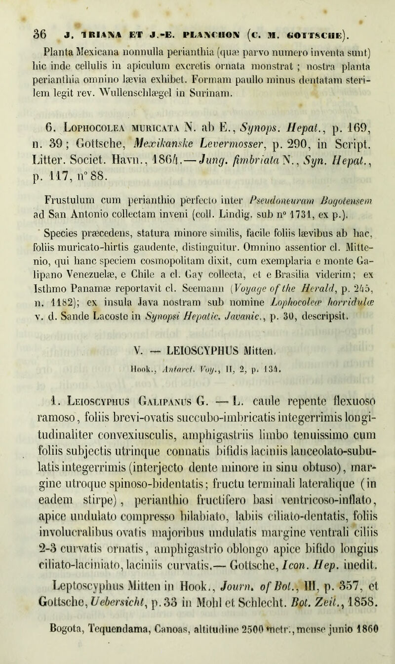 Planta Mexicana nonnulla perianthia (qua) parvo numero inventa sunt) hic inde cellulis in apiculum excretis ornata monstrat ; nostra planta perianthia omnino laevia exhibet. Formam paullo minus dentatam steri- lem legit rev. Wullenschlaegel in Surinam. 6. Lophocolea muricata N. ab E., Synops. Hepal., p. 169, n. 39; Gottsche, Mexikanske Levermosser, p. 290, in Script. Litter. Societ. Havn., 1864.— Jung. fimbriata N., Syn. llepat., p. 117, n°88. Frustulum cum periantliio perfecto inter Pseudoneuram Bogotensem ad San Antonio collectam inveni (coli. Lindig. sub n° 1731, ex p.). Species praecedens, statura minore similis, facile foliis laevibus ab hac, foliis muricato-hirtis gaudente, distinguitur. Omnino assentior cl. Mitte— nio, qui hanc speciem cosmopolitam dixit, cum exemplaria e monte Ga- lipano Venezuela?, e Chile a cl. Gay collecta, et e Brasilia viderim; ex Isthmo Panamae reportavit cl. Seemann (Voyage oft/ie Hcrald, p. 265, n. 1182); ex insula Java nostram sub nomine Lophocolea* horridulae v. d. Sande Lacoste in Synopsi Hepatie. Javanic., p. 30, descripsit. V. — LEIOSCYPHUS Mitten, Hook., Anfarct. Voy.t II, 2, p. 134. 1. Leioscyphus Galipanus G. — L. caule repente flexuoso ramoso, foliis brevi-ovatis succubo-imbricatisintegerrimislongi- tudinaliter convexiusculis, amphigastriis limbo tenuissimo cum foliis subjectis utrinque connatis bifidis laciniis lauceolato-subu- latisintegerrimis (interjecto dente minore in sinu obtuso), mar- gine utroque spinoso-bidentatis; fructu terminali lateralique (in eadem stirpe), periantliio fructifero basi ventricoso-intlato, apice undulato compresso bilabiato, labiis ciliato-dentatis, foliis involucralibus ovatis majoribus undulatis margine ventrali ciliis 2-3 curvatis ornatis, amphigastrio oblongo apice bifido longius ci 1 iato-lac i n iato, laciniis curvatis.— Gottsche, Icon. Hep. inedit. Leptoscyphus Mitten in Hook., Journ. of Bol., III, p. 357, et Gottsche, Uebersicht, p.33 in Molil et Schlecht. Bot. Zeit., 1858. Bogota, Tequendama, Canoas, altitudine 2500*fletr:,mense junio 1860