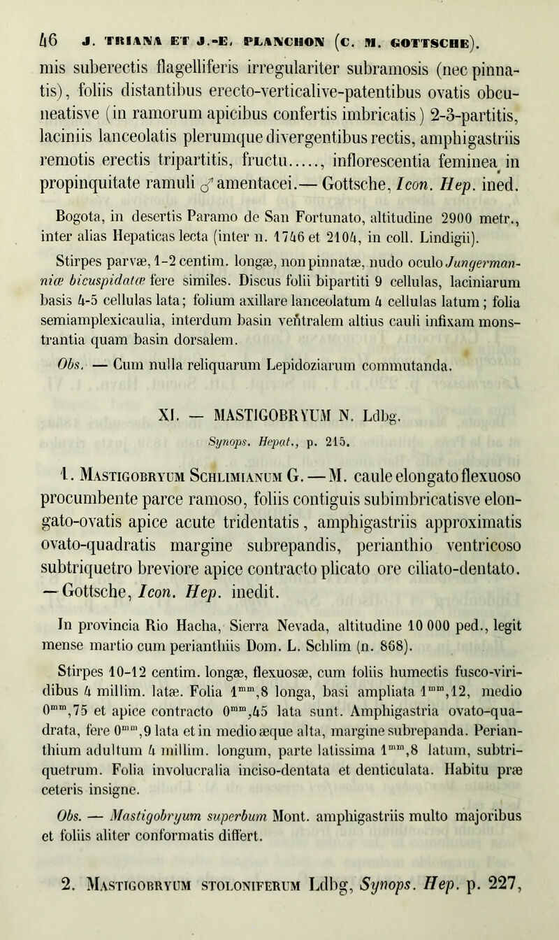 /|6 J. TRIARII» ET J.-E, H.AVCROX (c. M. GOTTSCHE). mis suberectis flagelliferis irregulariter subramosis (nec pinna- tis) , foliis distantibus erecto-verticalive-patentibus ovatis obcu- neatisve (in ramorum apicibus confertis imbricatis) 2-3-partitis, laciniis lanceolatis plerumque divergentibus rectis, amphigastriis remotis erectis tripartitis, fructu , inflorescentia feminea in propinquitate ramuli ^ amentacei.— Gottsche, Icon. Hep. ined. Bogota, in desertis Paramo de San Fortunato, altitudine 2900 metr., inter alias Hepaticas lecta (inter n. 1746 et 2104, in coli. Lindigii). Stirpes parvae, l-2centim. longae, non pinnatae, nudo oculo Jungermcm- nice bicuspidata? fere similes. Discus folii bipartiti 9 cellulas, laciniarum basis 4-5 cellulas lata; folium axillarelanceolatum 4 cellulas latum; folia semiamplexicaulia, interdum basin vefitralem altius cauli infixam mons- trantia quam basin dorsalem. Obs. — Cum nulla reliquarum Lepidoziarum commutanda. XI. — MASTIGOBRYUM N. Ldbg. Synops. Hepat., p. 215. 'L. Mastigobryum Schlimianum G. — M. caule elongato flexuoso procumbente parce ramoso, foliis contiguis subimbricatisve elon- gato-ovatis apice acute tridentatis, amphigastriis approximatis ovato-quadratis margine subrepandis, perianthio ventricoso subtriquetro breviore apice contracto plicato ore ciliato-dentato. — Gottsche, Icon. Hep. inedit. In provincia Rio Haclia, Sierra Nevada, altitudine 10 000 ped., legit mense martio cum perianthiis Dom. L. Sclilim (n. 888). Stirpes 10-12 centim. longae, flexuosae, cum foliis humectis fusco-viri- dibus 4 millim. latae. Folia lmin,8 longa, basi ampliata lmm,12, medio 0mm,75 et apice contracto 0mm,45 lata sunt. Amphigastria ovato-qua- drata, fere 0mn,,9lata et in medio aeque alta, margine subrepanda. Perian- thium adultum 4 millim. longum, parte latissima lmm,8 latum, subtri- quetrum. Folia involucralia inciso-dentata et denticulata. Habitu prae ceteris insigne. Obs. — Mastigobryum superbum Mont. amphigastriis multo majoribus et foliis aliter conformatis differt. 2. Mastigobryum stoloniferum Ldbg, Synops. Hep. p. 227,