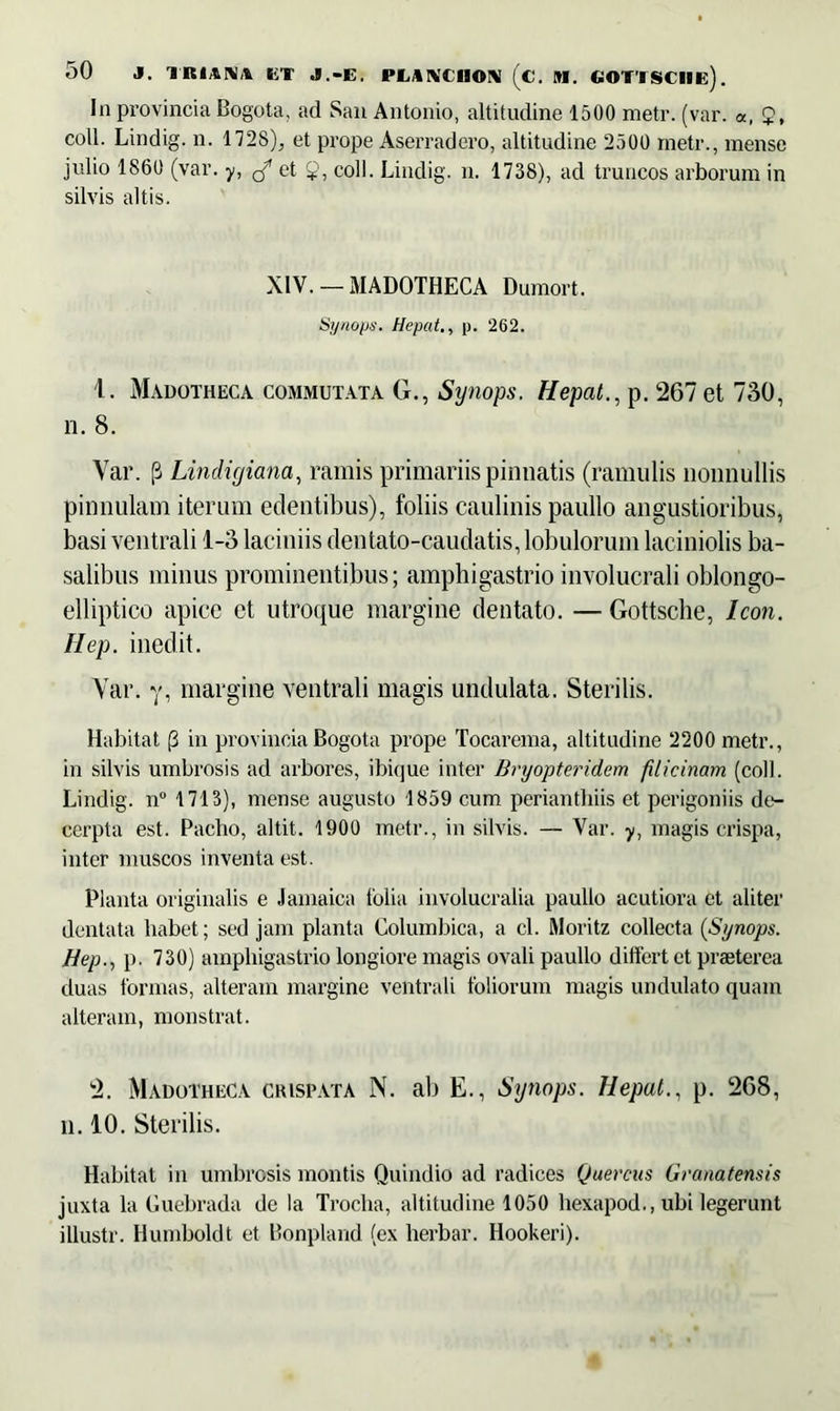 In provincia Bogota, ad San Antonio, altitudine 1500 metr. (var. «, Q, coli. Lindig. n. 172S), et prope Aserradero, altitudine 2500 metr., mense julio 1860 (var. y, ^ et 2, coli. Lindig. n. 1738), ad truncos arborum in silvis altis. XIV. — MADOTHECA Dumort. Synops. Hepat., p. 262. 1. Madotheca commutata G., Synops. Hepat., p. 267 et 730, n. 8. Yar. [3 Lindigiana, ramis primariis pinnatis (ramulis nonnullis pinnulam iterum edentibus), foliis caulinis paullo angustioribus, basi ventrali 1-3 laciniis dentato-caudatis, lobulorum laciniolis ba- salibus minus prominentibus; amphigastrio involucrali oblongo- elliptico apice et utroque margine dentato. — Gottsche, Icon. IIep. ined.it. Var. y, margine ventrali magis undulata. Sterilis. Habitat (3 in provincia Bogota prope Tocarema, altitudine 2200 metr., in silvis umbrosis ad arbores, ibique inter Bryopteridem filicinam (coli. Lindig. n° 1713), mense augusto 1859 cum perianthiis et perigoniis de- cerpta est. Pacho, altit. 1900 metr., in silvis. — Var. y, magis crispa, inter muscos inventa est. Planta originalis e Jamaica folia involucralia paullo acutiora et aliter dentata habet; sed jam planta Columbica, a cl. Moritz collecta (Synops. Hep., p. 730) amphigastrio longiore magis ovali paullo differt et praeterea duas formas, alteram margine ventrali foliorum magis undulato quam alteram, monstrat. 2. Madotheca crispata N. ab E., Synops. Hepat., p. 268, n. 10. Sterilis. Habitat in umbrosis montis Quindio ad radices Quercus Granatensis juxta la Guebrada de Ia Troclia, altitudine 1050 hexapod., ubi legerunt illustr. Humboldt et Bonpland (ex herbar. Hookeri).