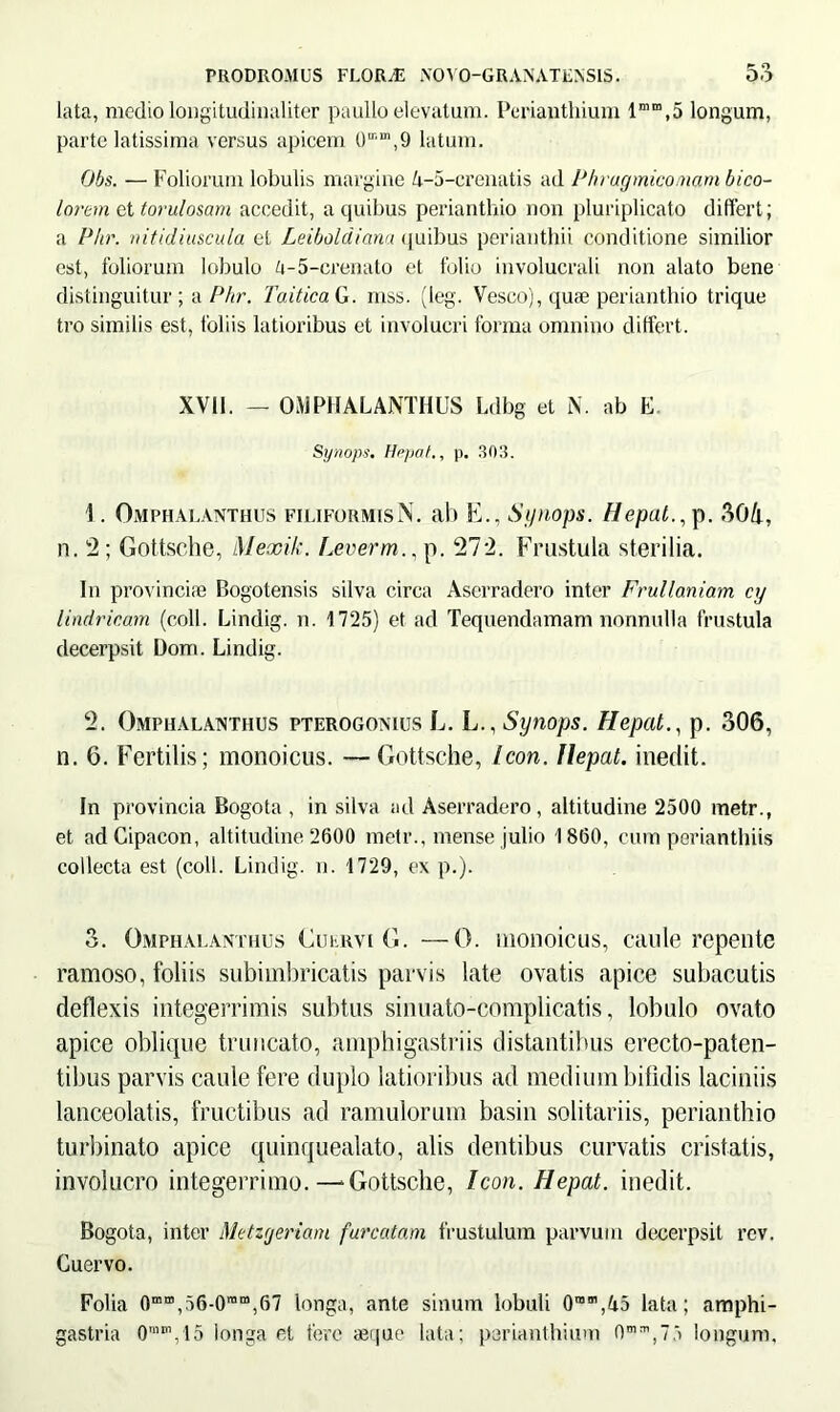 lata, medio longitudinaliter paullo elevatum. Periantliium lmm,5 longum, parte latissima versus apicem 0mm,9 latum. Obs. — Foliorum lobulis margine A-5-crenatis ad Phragmico/nam bico- lorem et torulosam accedit, a quibus perianthio non pluriplicato differt; a Phr. nitidiuscula et Leiboldiana quibus perianthii conditione similior est, foliorum lobulo g-5-crenato et folio involucrali non alato bene distinguitur ; a Phr. TaiticaG. mss. (leg. Vesco), quae perianthio trique tro similis est, foliis latioribus et involucri forma omnino differt . XVU. — OMPHALANTHUS Ldbg et N. ab E Synops. Hppat., p. 303. 1. Omphalanthus filiformis N. ab E., Synops. Hepat., p. 504, n. 2; Gottsche, Mexik. Leverm., p. 272. Frustula sterilia. In provinciae Bogotensis silva circa Aserradero inter Frullaniam cy lindricam (coli. Lindig. n. 1725) et ad Tequendamam nonnulla frustula decerpsit Dom. Lindig. 2. Omphalanthus pterogonius L. L., Synops. Hepat., p. 306, n. 6. Fertilis; monoicus. —Gottsche, Icon. Hepat. inedit. In provincia Bogota , in silva ad Aserradero, altitudine 2500 metr., et adCipacon, altitudine 2600 metr., mense julio 1860, cum perianthiis collecta est (coli. Lindig. n. 1729, ex p.). 3. Omphalanthus Guervi G. —O. monoicus, caule repente ramoso, foliis subimbricatis parvis late ovatis apice subacutis deflexis integerrimis subtus sinuato-complicatis, lobulo ovato apice oblique truncato, amphigastriis distantibus erecto-paten- tibus parvis caule fere duplo latioribus ad medium bifidis laciniis lanceolatis, fructibus ad ramulorum basin solitariis, perianthio turbinato apice quinquealato, alis dentibus curvatis cristatis, involucro integerrimo.—‘Gottsche, Icon. Hepat. inedit. Bogota, inter Metzyeriam furcatam frustulum parvum decerpsit rev. Cuervo. Folia 0mno,56-0ram,67 longa, ante sinum lobuli 0“ffl,45 lata; amphi- gastria 0nirn, 15 longa et fere a3i|ue lata; perianthium 0m^,7.5 longum.