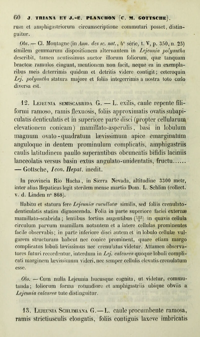 rum et amphigastriorum circumscriptione commutari posset, distin- guitur. Obs. — Cl. Montagne (in Ann. des sc. nat., serie, t. V, p. 350, n, 25) similem gemmarum dispositionem alternantem in Lejeunia polyantha describit, tamen acutissimus auctor illorum foliorum, quae tanquam bracteae ramulos cingunt, mentionem non facit, neque ea in exempla- ribus meis deterrimis quidem et detritis videre contigit; ceteroquin Lej. polyantha statura majore et foliis integerrimis a nostra toto coelo diversa est. 12. Lejeunia semiscabrida G. — L. exilis, caule repente fili- formi ramoso, ramis flexuosis, foliis approximatis ovatis subapi- culatis denticulatis et in superiore parte disci (propter cellularum elevationem conicam) mamillato-asperulis, basi in lobulum magnum ovato-quadratum laevissimum apice emarginatum anguloque in dentem prominulum complicatis, amphigastriis caulis latitudinem paullo superantibus obcuneatis bifidis laciniis lanceolatis versus basin extus angulato-unidentatis, fructu •— Gottsche, Icon. Hepat. inedit. In provincia Rio Hacha, in Sierra Nevada, altitudine 3300 metr, inter alias Hepaticas legit sterilem mense martio Dom. L. Schlim (eollect. v. d. Linden n° 868). Habitu et statura fere Lejeunioe cucidlatce similis, sed foliis crenulato- denticulatis statim dignoscenda. Folia in parte superiore faciei externae mamillato-scabrida; lentibus tortius augentibus {—] in quavis cellula circulum parvum mamillam notantem et a latere cellulas prominentes facile observabis; in parte inferiore disci autem et in lobulo cellulae vul- garem structuram habent nec conice prominent, quare etiam margo complicatus lobuli laevissimus nec erenulatus videtur. Attamen observa- tores futuri recordentur, interdum in Lej. calcarea quoque lobuli compli- cati marginem laevissimum videri, nec semper cellulis elevatis crenulatuin esse. Obs. —Cum nulla Lejeunia hucusque cognita, ut videtur, commu- tanda; loliorum forma rotundiore et amphigastriis ubique obviis a Lejeunia calcarea tute distinguitur. 13. Lejeunia Schlimiana G.—L. caule procumbente ramosa, ramis strictiusculis elongatis, foliis contiguis laxeve imbricatis