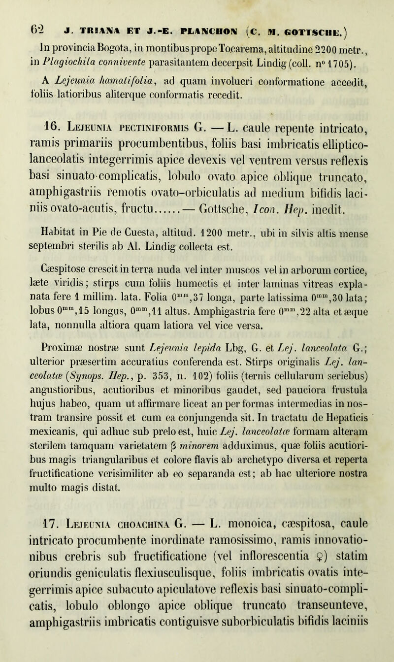 6*2 J. TltSAN* ET J.-E. PLINCDON (C. M. GOTTSCIIE.) In provincia Bogota, in montibus prope To.carema, altitudine 2200 metr., in Plagiochila connivente parasitantem decerpsit Lindig (coli. n° 1705). A Lejeunia hamati folia, ad quam involucri conformatione accedit, loliis latioribus aliterque conformatis recedit. 16. Lejeunia pectiniformis G. — L. caule repente intricato, ramis primariis procumbentibus, foliis basi imbricatis elliptico- lanceolatis integerrimis apice devexis vel ventrem versus reflexis basi sinuato complicatis, lobulo ovato apice oblique truncato, amphigastriis remotis ovato-orbiculatis ad medium bifidis laci- niis ovato-acutis, fructu — Gottsche, Icon. Hep. inedit. Habitat in Pie de Cuesta, altitud. 1200 metr., ubi in silvis altis mense septembri sterilis ab AI. Lindig collecta est. Caespitose crescit in terra nuda vel inter muscos vel in arborum cortice, laete viridis; stirps cum foliis bumectis et inter laminas vitreas expla- nata fere 1 millim. lata. Folia 0“m,37 longa, parte latissima 0,Din,30 lata; lobus 0“m,15 longus, 0mD1,ll altus. Amphigastria fere 0mrn,22 alta et aeque lata, nonnulla altiora quam latiora vel vice versa. Proximae nostrae sunt Lejeunia lepida Lbg, G. et Lej. lanceolata G.; ulterior praesertim accuratius conferenda est. Stirps originalis Lej. lan- ceolahe (Synops. Hep., p. 353, n. 102) foliis (ternis cellularum seriebus) angustioribus, acutioribus et minoribus gaudet, sed pauciora frustula hujus habeo, quam ut affirmare liceat an per formas intermedias in nos- tram transire possit et cum ea conjungenda sit. In tractatu de Hepaticis mexicanis, qui adhuc sub prelo est, huic Lej. lanceolatce formam alteram sterilem tamquam varietatem (3 minorem adduximus, quae foliis acutiori- bus magis triangularibus et colore flavis ab archetypo diversa et reperta fructificatione verisimiliter ab eo separanda est; ab hac ulteriore nostra multo magis distat. 17. Lejeunia choachina G. — L. monoica, caespitosa, caule intricato procumbente inordinate ramosissimo, ramis innovatio- nibus crebris sub fructificatione (vel inflorescentia 2) statim oriundis geniculatis flexiusculisque, foliis imbricatis ovatis inte- gerrimis apice subacuto apiculatove reflexis basi sinuato-compli- catis, lobulo oblongo apice oblique truncato transeunteve, amphigastriis imbricatis contiguisve suborbiculatis bifidis laciniis