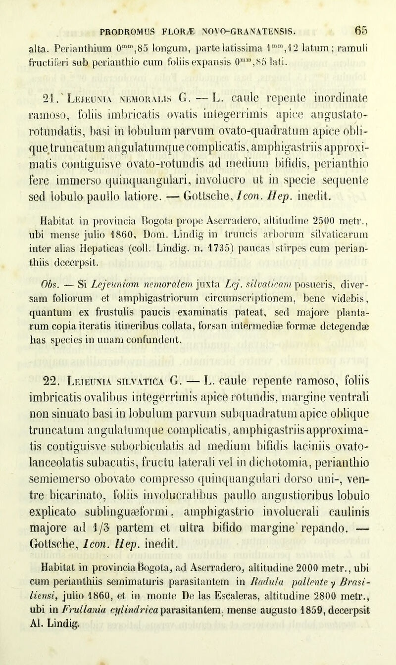 alta. Perianthium 0mn',85 longum, parte latissima latum; ramuli fructiferi sub perianthio cum foliis expansis 0mro,s5 lati. 21.' Lejeunia nemoralis G. — L. caule repente inordinate ramoso, foliis imbricatis ovatis integerrimis apice angustato- rotundatis, basi in lobulum parvum ovato-quadratum apice obli- que truncatum angulatuinque complicatis, ampbigastriis approxi- matis contiguisve ovato-rotundis ad medium bifidis, perianthio fere immerso quinquangulari, involucro ut in specie sequente sed lobulo paullo latiore. — Gottsche, Icon. Hep. inedit. Habitat in provincia Bogota prope Aserradero, altitudine 2500 metr., ubi mense julio 1860, Dom. Lindig in truncis arborum silvaticarum inter alias Hepaticas (coli. Lindig. n. 1735) paucas stirpes cum perian- thiis decerpsit. Obs. — Si Lejeuniam nemoralem juxta Lej. silvaticam posueris, diver- sam foliorum et amphigastriorum circumscriptionem, bene videbis, quantum ex frustulis paucis examinatis pateat, sed majore planta- rum copia iteratis itineribus collata, forsan intermediae formae detegendae lias species in unam confundent. 22. Lejeunia silvatica G. — L. caule repente ramoso, foliis imbricatis ovalibus integerrimis apice rotundis, margine ventrali non sinuato basi in lobulum parvum subquadratum apice oblique truncatum angulatumque complicatis, amphigastriisapproxima- tis contiguisve suborbiculatis ad medium bifidis laciniis ovato- lanceolatis subacutis, fructu laterali vel in dichotomia, perianthio semiemerso obovato compresso quinquangulari dorso uni-, ven- tre bicarinato, foliis involucralibus paullo angustioribus lobulo explicato sublinguaiformi, amphigastrio involucrali caulinis majore ad 1/3 partem et ultra bifido margine repando. — Gottsche, Icon. Hep. inedit. Habitat in provincia Bogota, ad Aserradero, altitudine 2000 metr., ubi cum perianthiis semimaturis parasitantem in Radula pallente y Brasi- liensi, julio 1860, et in monte De las Escaleras, altitudine 2800 metr., ubi in Frullania <:ylindrica parasitantem. mense augusto 1859, decerpsit AI. Lindig.