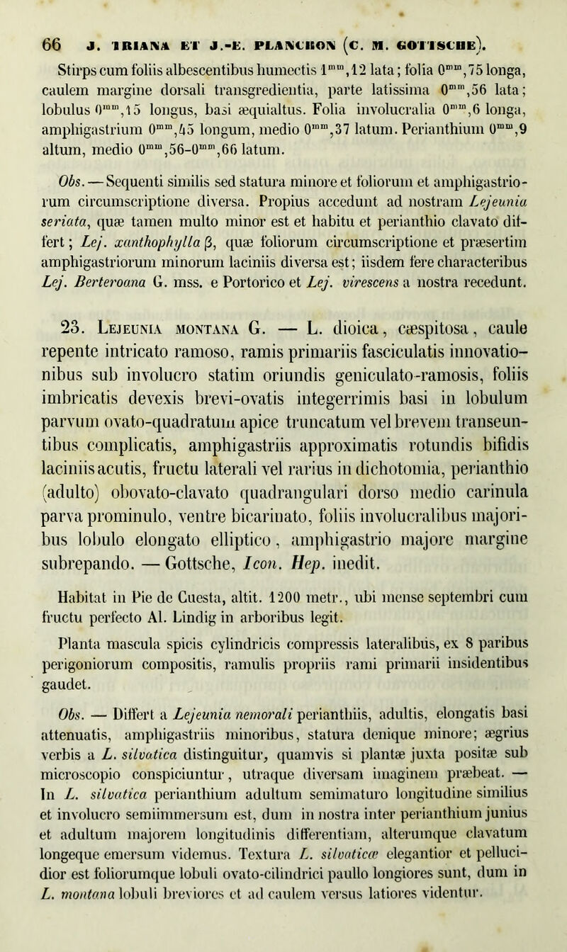 Stirps cum foliis albescentibus humectis lnun,12 lata; folia 0mm,75 longa, caulem margine dorsali transgredienda, parte latissima 0mm,56 lata; lobulus 0mm, 15 longus, basi aequialtus. Folia involucralia 0n'“,6 longa, amphigastrium 0mm,ti5 longum, medio 0,nm,37 latum. Perianthium 0mm,9 altum, medio 0mm,56-0“m,66 latum. Obs. — Sequenti similis sed statura minore et foliorum et amphigastrio- rum circumscriptione diversa. Propius accedunt ad nostram Lejeunia seriata, qua? tamen multo minor est et habitu et perianthio clavato dif- fert ; Lej. xanthophylla (3, quae foliorum circumscriptione et praesertim amphigastriorum minorum laciniis diversa est; iisdem fere characteribus Lej. Berteroana G. mss. e Portorico et Lej. virescens a nostra recedunt. 23. Lejeunia montana G. — L. tlioica, caespitosa, caule repente intricato ramoso, ramis primariis fasciculatis innovatio- nibus sub involucro statim oriundis geniculato-ramosis, foliis imbricatis devexis brevi-ovatis integerrimis basi in lobulum parvum ovato-quadratum apice truncatum vel brevem transeun- tibus complicatis, amphigastriis approximatis rotundis bifidis laciniis acutis, fructu laterali vel rarius in dichotomia, perianthio (adulto) obovato-clavato quadrangulari dorso medio carinula parva prominulo, ventre bicarinato, foliis involucralibus majori- bus lobulo elongato elliptico, amphigastrio majore margine subrepando. — Gottsche, Icon. Hep. inedit. Habitat in Pie de Cuesta, altit. 1200 rnetr., ubi mense septembri cum fructu perfecto AI. Lindig in arboribus legit. Planta mascula spicis cylindricis compressis lateralibus, ex 8 paribus perigoniorum compositis, ramulis propriis rami primarii insidentibus gaudet. Obs. — Differt a Lejeunia nemorali perianthiis, adultis, elongatis basi attenuatis, amphigastriis minoribus, statura denique minore; aegrius verbis a L. silvatica distinguitur, quamvis si plantae juxta posita? sub microscopio conspiciuntur, utraque diversam imaginem praebeat. — In L. silvatica perianthium adultum semimaturo longitudine similius et involucro semiimmersum est, dum in nostra inter perianthium junius et adultum majorem longitudinis differentiam, alterumque clavatum longequc emersum videmus. Textura L. silvaticce elegantior et pelluci- dior est foliorumque lobuli ovato-cilindrici paullo longiores sunt, dum in L. montana lobuli breviores et ad caulem versus latiores videntur.