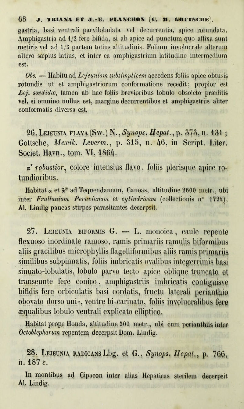 gastria, basi ventrali parvilobulata vel decurrentia, apice rotundata. Amphigastria ad 1/2 fere bifida, si ab apice ad punctum quo affixa sunt metiris vel ad 1/3 partem totius altitudinis. Folium involucrale alterum altero saepius latius, et inter ea amphigastrium latitudine intermedium est. Obs. — Habitu ad Lejeuniam subsimplicem accedens foliis apice obtusis rotundis ut et amphigastriorum conformatione recedit; propior est Lej. sordidce, tamen ab hac foliis brevioribus lobulo obsoleto praeditis vel, si omnino nullus est, margine decurrentibus et amphigastriis aliter conformatis diversa est. 26. Lejeunia flava (Sw.) N., Synops, Hepat., p. 373, n. 131 ; Gottsche, Mexik. Leverm., p. 315, n. /t6, in Script. Liter. Societ. Havn., tom. YI, 186/t. u robustior, colore intensius flavo, foliis plerisque apice ro- tundioribus. Habitata et 5* ad Tequendamam, Canoas, altitudine 2600 metr., ubi inter Frullaniam Pentvianmn et cylindricam (collectionis n° 1724), AI, Lindig paucas stirpes parasitantes decerpsit. 27. Lejeunia biformis G. — L. monoica, caule repente flexuoso inordinate ramoso, ramis primariis ramulis biformibus aliis gracilibus microphyllis flagelliformibus aliis ramis primariis similibus subpinnatis, foliis imbricatis ovalibus integerrimis basi sinuato-lobulatis, lobulo parvo tecto apice oblique truncato et transeunte fere conico, amphigastriis imbricatis contiguisve bifidis fere orbiculatis basi cordatis, fructu laterali perianthio obovato dorso uni-, ventre bi-carinato, foliis involucralibus fere aequalibus lobulo ventrali explicato elliptico. Habitat prope Honda, altitudine 300 metr., ubi cum perianthiis inter Octoblepharum repentem decerpsit Dom. Lindig. 28. Lejeunia radicansLbg. et G., Synops, Hepat., p. 766, n. 187 c. In montibus ad Cipacon inter alias Hepaticas sterilem decerpsit AI. Lindig.