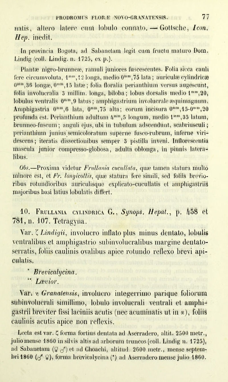 natis, altero latere cum lobulo connato. — Gottsche, Icon. Hep. ineclit. In provincia Bogota, ad Sabanetam legit cum fructu maturo Dom, Lindig (coti. Lindig. n. 1725, ex p.). Plantae nigro-brunnese, ramuli juniores fuscescentes. Folia sicca cauli fere circumvoluta, lmm, 12 longa, medio 0“m,75 lata; auriculae cylindricas 0wm,36 longae, 0mm,15 latae; folia floralia perianthium versus augescunt, folia involucralia 3 millim. longa, biloba; lobus dorsalis medio lmm,20, lobulus ventralis 0mm,9 latus; amphigastrium involucraleaequimagnum. Amphigastria O1™^ lata, 0ram,75 alta; eorum incisura 0mm,15-0nnn,20 profunda est. Perianthium adultum limra,5 longum, medio lmm,35 latum, brunneo-fuscum ; anguli ejus, ubi in tubulum adscendtint, scabriusculi; perianthium junius semicoloratum superne fusco-rubrum, inferne viri- descens; iteratis dissectionibus semper 3 pistilla inveni. Inflorescentia mascula junior compresso-globosa, adulta oblonga, in pinnis latera- libus. Qbs.—Proxima videtur Frullania cucullata, quas tamen statura multo minore est, et Fr. longicollis, quae statura fere simili, sed foliis brevio- ribus rotundioribus auriculisque explicato-cucullatis et amphigastriis majoribus basi latius lobulatis differt. 10. Frullania cylindrica G., Synops. Hepal., p. /j58 et 781,n. J07. Tetragyna. Yar. 'C Lindigii, involucro inflato plus minus dentato, lobulis ventralibus et amphigastrio subinvolucralibus margine dentato- serratis, foliis caulinis ovalibus apice rotundo reflexo brevi api- culatis. Brevicalycina. Lcevior. Yar, •a Granalensis, involucro integerrimo parique foliorum subinvolucrali simillimo, lobulo involucrali ventrali et amphi- gastrii breviter fissi laciniis acutis (nec acuminatis ut in a), foliis caulinis acutis apice non reflexis. Lecta est var. Z forma fortius dentata ad Aserradero, altit. 2500 metr., julio mense 1860 in silvis altis ad arborum truncos (coli. Lindig n. 1725), ad Sabanetam ($ <-£) et ad Choachi, altitud. 2600 metr., mense Septem- bri 1860 ((/ $), forma brevicalycina (*) ad Aserradero mense julio 1860.