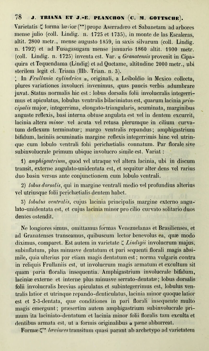 Varietatis C forma Ite vior (**) prope Aserradero et Sabanetam ad arbores mense julio (coli. Lindig. n. 1725 et 1735), in monte de las Escaleras, altit. 2800 metr., mense augusto 1859, in saxis silvarum (coli. Lindig. n. 1792) et ad Fusagasugam mense januario 1860 altit. 1900 metr. (coli. Lindig. n. 1725) inventa est. Var. » Granatensis provenit in Cipa- quira etTequendama (Lindig) et adQuetame, altitudine 2000 metr., ubi sterilem legit cl. Triana (Ilb. Trian. n. 3). ( In Frullania cylindrica «, originali, a Leiboklio in Mexico collecta, plures variationes involucri invenimus, quas paucis verbis adumbrare juvat. Status normalis hic est: lobus dorsalis folii involucralis integerri- mus et apiculatus, lobulus ventralis bilaciniatus est, quarum lacinia prin- cipalis major, integerrima, elongato-triangularis, acuminata, marginibus anguste reflexis, basi interna obtuse angulata est vel in dentem excurrit, lacinia altera minor vel acuta vel retusa plerumque in cilium curva- tum deflexum terminatur; margo ventralis repandus; amphigastrium bifidum, laciniis acuminatis margine reflexis integerrimis hinc vel utrin- que cum lobulo ventrali folii pericluetialis connatum. Par florale sive subinvolucrale primum ubique involucro simile est. Variat: 1) amphigastrium, quod vel utraque vel altera lacinia, ubi in discum transit, externe angulato-unidentata est, et sequitur alter dens vel rarius duo basin versus ante conjunctionem cum lobulo ventrali. 2) lobus dorsalis, qui in margine ventrali medio vel profundius alterius vel utriusque folii pericluetialis dentem habet. 3) lobulus ventralis, cujus lacinia principalis margine externo angu- lato-unidentata est, et cujus lacinia minor pro cilio curvato solitario duos dentes ostendit. Ne longiores simus, omittamus formas Venezuelanas et Brasilienses, et ad Granatenses transeamus, quibuscum lector benevolus ea, quae modo diximus, comparet. Est autem in varietate 'C, Lindigii involucrum majus, subinflatum, plus minusve dentatum et pari sequenti florali magis absi- mile, quia ulterius par etiam magis dentatum est; norma vulgaris contra in reliquis Frullaniis est, ut involucrum magis armatum et excultum sit quam paria floralia insequentia. Amphigastrium involucrale bifidum, laciniae externe et interne plus minusve serrato-dentatae; lobus dorsalis folii involucralis brevius apiculatus et subintegerrimus est, lobulus ven- tralis latior et utrinque repando-denticulatus, lacinia minor quoque latior est et 2-3-dentata, quae conditiones in pari florali insequente multo magis emergunt; praesertim autem amphigastrium subinvolucrale pri- mum ita laciniato-dentatum et lacinia minor folii floralis tam exculta et dentibus armata est, ut a formis originalibus « paene abhorreat. Formae C* leviores transitum quasi parant ab archetypo ad varietatem