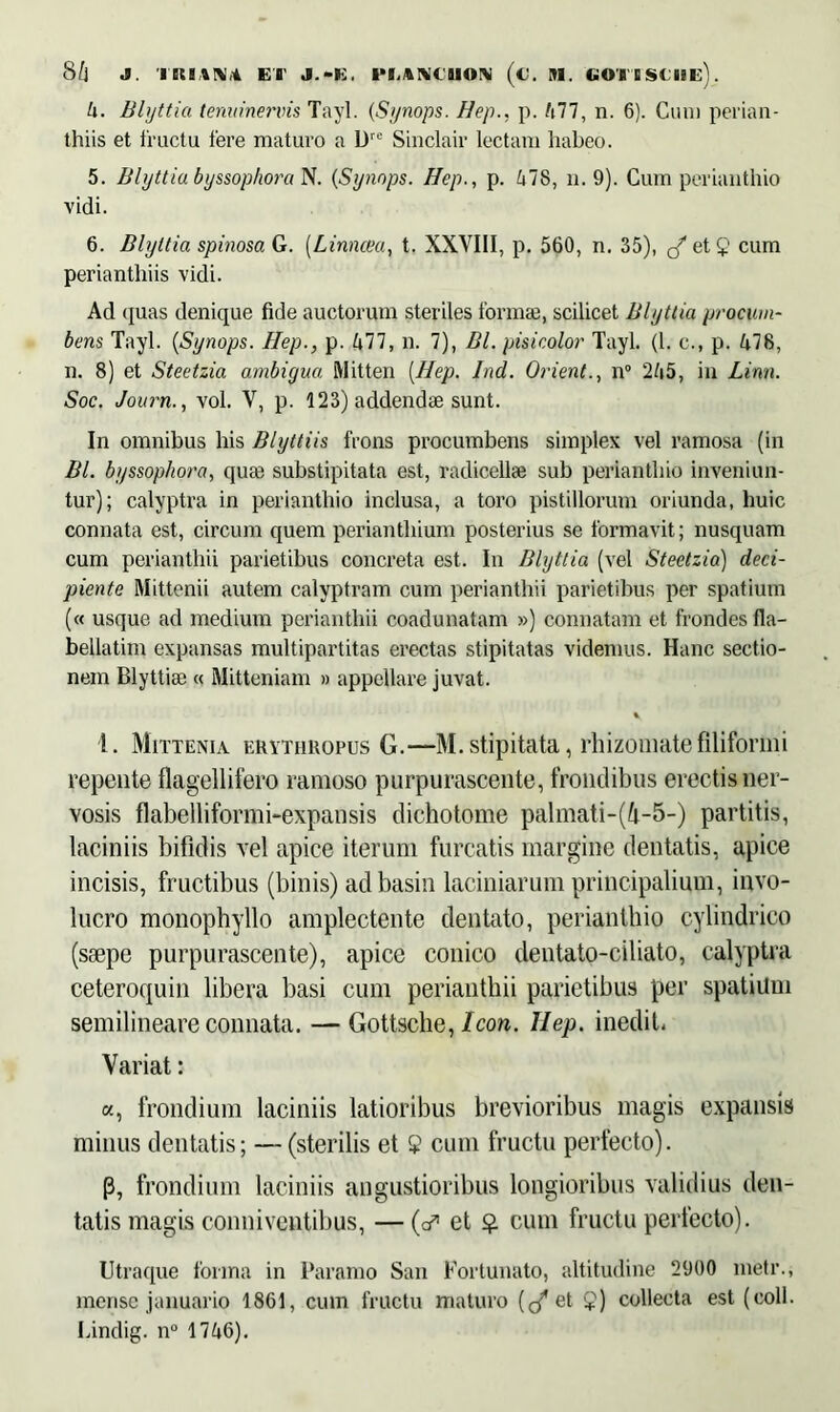 6. Blyttia temiinervis Tayl. (Synops. Hep., p. 677, n. 6). Cum perian- thiis et fractu fere maturo a Dre Sinclair lectam habeo. 5. Blyttia byssophora N. (Synops. Hep., p. 67S, n. 9). Cum perianthio vidi. 6. Blyttia spinosa G. (Linncea, t. XXVIII, p. 560, n. 35), cfet$ cum perianthiis vidi. Ad quas denique fide auctorum steriles fqrmae, scilicet Blyttia procum- bens Tayl. (Synops. Iiep., p. 677, n. 7), Bl. pisicolor Tayl. (1. c., p. 678, n. 8) et Steetzia ambigua ftlitten {Hep. Jnd. Orient., n° 265, in Limi. Soc. Journ., vol. V, p. 123) addendae sunt. In omnibus his Blyttiis frons procumbens simplex vel ramosa (in Bl. byssophora, quae substipitata est, radicellae sub perianthio inveniun- tur); calyptra in perianthio inclusa, a toro pistillorum oriunda, huic connata est, circum quem perianthium posterius se formavit; nusquam cum perianthii parietibus concreta est. In Blyttia (vel Steetzia) deci- piente Mittenii autem calyptram cum perianthii parietibus per spatium (« usque ad medium perianthii coadunatam ») connatam et frondes fla- bellatim expansas multipartitas erectas stipitatas videmus. Hanc sectio- nem Blyttise « Mitteniam » appellare juvat. t. I. Mittenia erythropus G.—M.stipitata, rhizomate filiformi repente flagellifero ramoso purpurascente, frondibus erectis ner- vosis flabelliformi-expansis dichotome palmati-(4-5-) partitis, laciniis bifidis vel apice iterum furcatis margine dentatis, apice incisis, fructibus (binis) adbasin laciniarum principalium, invo- lucro monophyllo amplectente dentato, perianthio cylindrico (ssepe purpurascente), apice conico dentato-ciliato, calyptra ceteroquin libera basi cum perianthii parietibus per spatium semilineare connata. — Gottsche, Icon. Hep. inedit. Variat: a, frondium laciniis latioribus brevioribus magis expansis minus dentatis; — (sterilis et $ cum fructu perfecto). p, frondium laciniis angustioribus longioribus validius den- tatis magis conni ventibus, — (a* et £ cum fructu perfecto). Utraque forma in Paramo San Fortunato, altitudine 2900 metr., mense januario 1861, cum fructu maturo (</et £) collecta est (coli. Lindig. n° 1766).