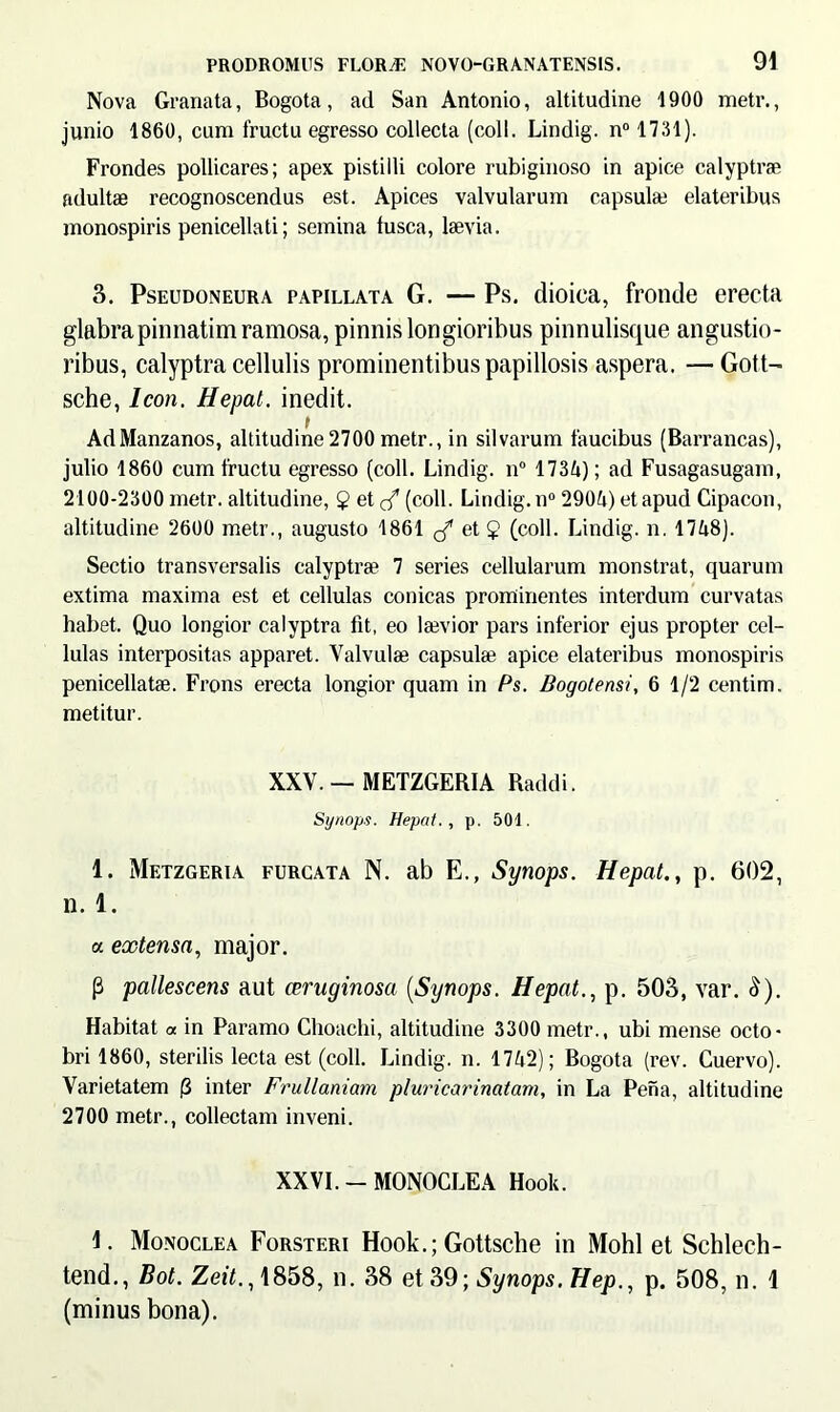 Nova Granata, Bogota, ad San Antonio, altitudine 1900 metr., junio 1860, cum fructu egresso collecta (coli. Lindig. n° 1731). Frondes pollicares; apex pistilli colore rubiginoso in apice calyptrae adultae recognoscendus est. Apices valvularum capsula? elateribus monospiris penicellati; semina lusca, laevia. 3. Pseudoneura papillata G. — Ps. dioica, fronde erecta glabra pinnatim ramosa, pinnis longioribus pinnulisque angustio- ribus, calyptra cellulis prominentibus papillosis aspera. — Gott- sche, Icon. Hepat. inedit. AdManzanos, altitudine2700 metr., in silvarum faucibus (Barrancas), julio 1860 cum fructu egresso (coli. Lindig. n° 1734); ad Fusagasugam, 2100-2300 metr. altitudine, 2 et cT (coli. Lindig. n° 2904) et apud Cipacon, altitudine 2600 metr., augusto 1861 et 2 (coli. Lindig. n. 1748). Sectio transversalis calyptra? 7 series cellularum monstrat, quarum extima maxima est et cellulas conicas prominentes interdum curvatas habet. Quo longior calyptra fit, eo laevior pars inferior ejus propter cel- lulas interpositas apparet. Valvulae capsula? apice elateribus monospiris penicellatae. Frons erecta longior quam in Ps. Bogotensi, 6 1/2 centim. metitur. XXV. — METZGERIA Raddi. Synops. Hepat., p. 501. 1. Metzgeria furcata N. ab E., Synops. Hepat., p. 602, n. 1. a extensa, major. P pallescens aut ceraginosa (Synops. Hepat., p. 503, var. &). Habitat « in Paramo Choachi, altitudine 3300 metr., ubi mense Octo- bri 1860, sterilis lecta est (coli. Lindig. n. 1742); Bogota (rev. Cuervo). Varietatem (3 inter Frullaniam pluricarinatam, in La Pena, altitudine 2700 metr., collectam inveni. XXVI. — MONOCLEA Hook. 1. Monoclea Forsteri Hook.; Gottsche in Mohl et Schlech- tend., Bot. Zeit., 1858, n. 38 et 39; Synops, Hep., p. 508, n. \ (minus bona).