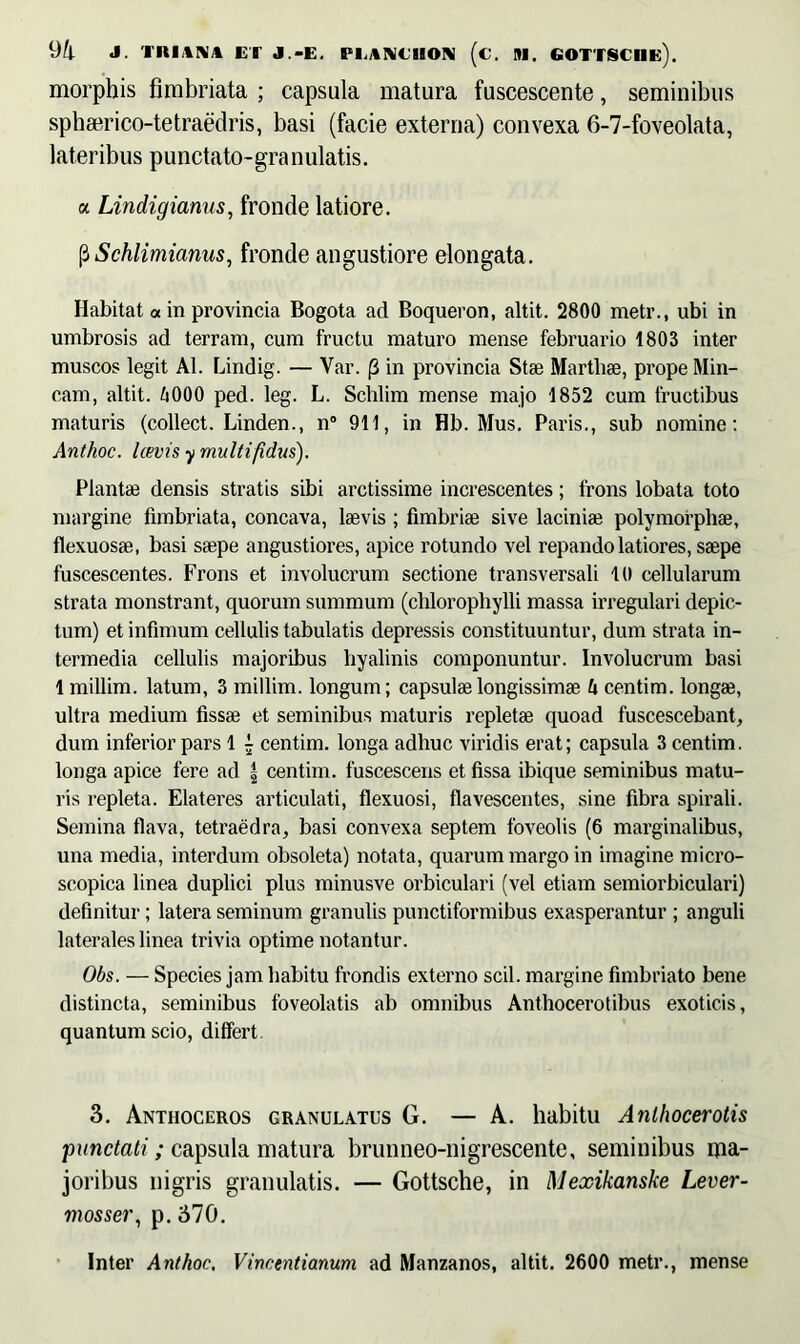 morphis fimbriata ; capsula matura fuscescente, seminibus sphserico-tetraedris, basi (facie externa) convexa 6-7-foveolata, lateribus punctato-granulatis. a Lindigianus, fronde latiore. fiSchlimianus, fronde angustiore elongata. Habitat « in provincia Bogota ad Boqueron, altit. 2800 metr., ubi in umbrosis ad terram, cum fructu maturo mense februario 1803 inter muscos legit AI. Lindig. — Var. (3 in provincia Stae Martliae, prope Min- eam, altit. A000 ped. leg. L. Schlim mense majo 1852 cum fructibus maturis (collect. Linden., n° 911, in Hb. Mus. Paris., sub nomine: Anthoc. Icevis y multifidus). Plantae densis stratis sibi arctissime increscentes; frons lobata toto margine fimbriata, concava, laevis ; fimbriae sive laciniae polymorphae, flexuosae, basi saepe angustiores, apice rotundo vel repando latiores, saepe fuscescentes. Frons et involucrum sectione transversali 10 cellularum strata monstrant, quorum summum (chlorophylli massa irregulari depic- tum) et infimum cellulis tabulatis depressis constituuntur, dum strata in- termedia cellulis majoribus hyalinis componuntur. Involucrum basi 1 millim. latum, 3 millim. longum; capsulae longissimae h centim. longae, ultra medium fissae et seminibus maturis repletae quoad fuscescebant, dum inferior pars 1 £ centim. longa adhuc viridis erat; capsula 3 centim. longa apice fere ad | centim. fuscescens et fissa ibique seminibus matu- ris repleta. Elateres articulati, flexuosi, flavescentes, sine fibra spirali. Semina flava, tetraedra, basi convexa septem foveolis (6 marginalibus, una media, interdum obsoleta) notata, quarum margo in imagine micro- scopica linea duplici plus minusve orbiculari (vel etiam semiorbiculari) definitur; latera seminum granulis punctiformibus exasperantur ; anguli laterales linea trivia optime notantur. Obs. — Species jam habitu frondis externo scii, margine fimbriato bene distincta, seminibus foveolatis ab omnibus Anthocerotibus exoticis, quantum scio, differt 3. Anthoceros granulatus G. — A. habitu Anlhocerotis punctati; capsula matura brunneo-nigrescente, seminibus ma- joribus nigris granulatis. — Gottsche, in Mexikanske Lever- mosser, p. 370. Inter Anthoc. Vincentianum ad Manzanos, altit. 2600 metr., mense