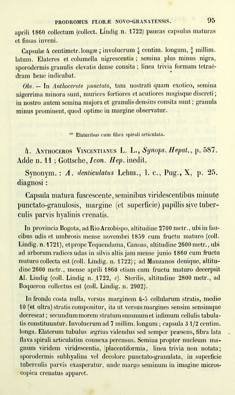 aprili 1860 collectum (collect. Lindig n. 1722) paucas capsulas maturas et fissas inveni. Capsulae 4 centimetr. longae ; involucrum | centim. longum, * millim. latum. Eia teres et columella nigrescentia; semina plus minus nigra, sporodermis granulis elevatis dense consita ; linea trivia formam tetrae- dram bene indicabat. Obs. — In Anthocerote punctato, tam nostrati quam exotico, semina nigerrima minora sunt, murices fortiores et acutiores magisque discreti; in nostro autem semina majora et granulis densius consita sunt; granula minus prominent, quod optime in margine observatur. ** Elateribus cum fibra spirali articulata. h. Anthoceros Vincentianus L. L., Synops. Hepat., p. 587. Adde n. 11; Gottsche, Icon. Hep. inedit. Synonym. : A. denticulatus Lehm., 1. c., Pug., X, p. 25. diagnosi: Capsula matura fuscescente, seminibus viridescentibus minute punctato-granulosis, margine (et superficie) papillis sive tuber- culis parvis hyalinis crenatis. In provincia Bogota, ad Rio Arzobispo, altitudine 2700 metr., ubi in fau- cibus udis et umbrosis mense novembri 1859 cum fructu maturo (coli. Lindig. n. 1721), etprope Tequendama, Canoas, altitudine 2600 metr., ubi ad arborum radices udas in silvis altis jam mense junio 1860 cum fructu maturo collecta est (coli. Lindig. n. 1722); ad Manzanos denique, altitu- dine 2600 metr., mense aprili 1860 etiam cum fructu maturo decerpsit AI. Lindig (coli. Lindig n. .1722, c). Sterilis, altitudine 2800 metr., ad Boqueron collectus est (coli. Lindig. n. 2902). In fronde costa nulla, versus marginem 4-5 cellularum stratis, medio 10 (et ultra) stratis componitur, ita ut versus margines sensim sensimque decrescat; secundum morem stratum summum et infimum cellulis tabula- tis constituuntur. Involucrum ad 7 millim. longum ; capsula 3 1/2 centim. longa. Elaterum tubulus aegrius videndus sed semper praesens, fibra lata flava spirali articulatim connexa percusus. Semina propter nucleum ma- gnum viridem viridescentia, [placentiformia, linea trivia non notata; sporodermis subhyalina vel decolore punctato-granulata, in superficie tuberculis parvis exasperatur, unde margo seminum in imagine micros- copica crenatus apparet.