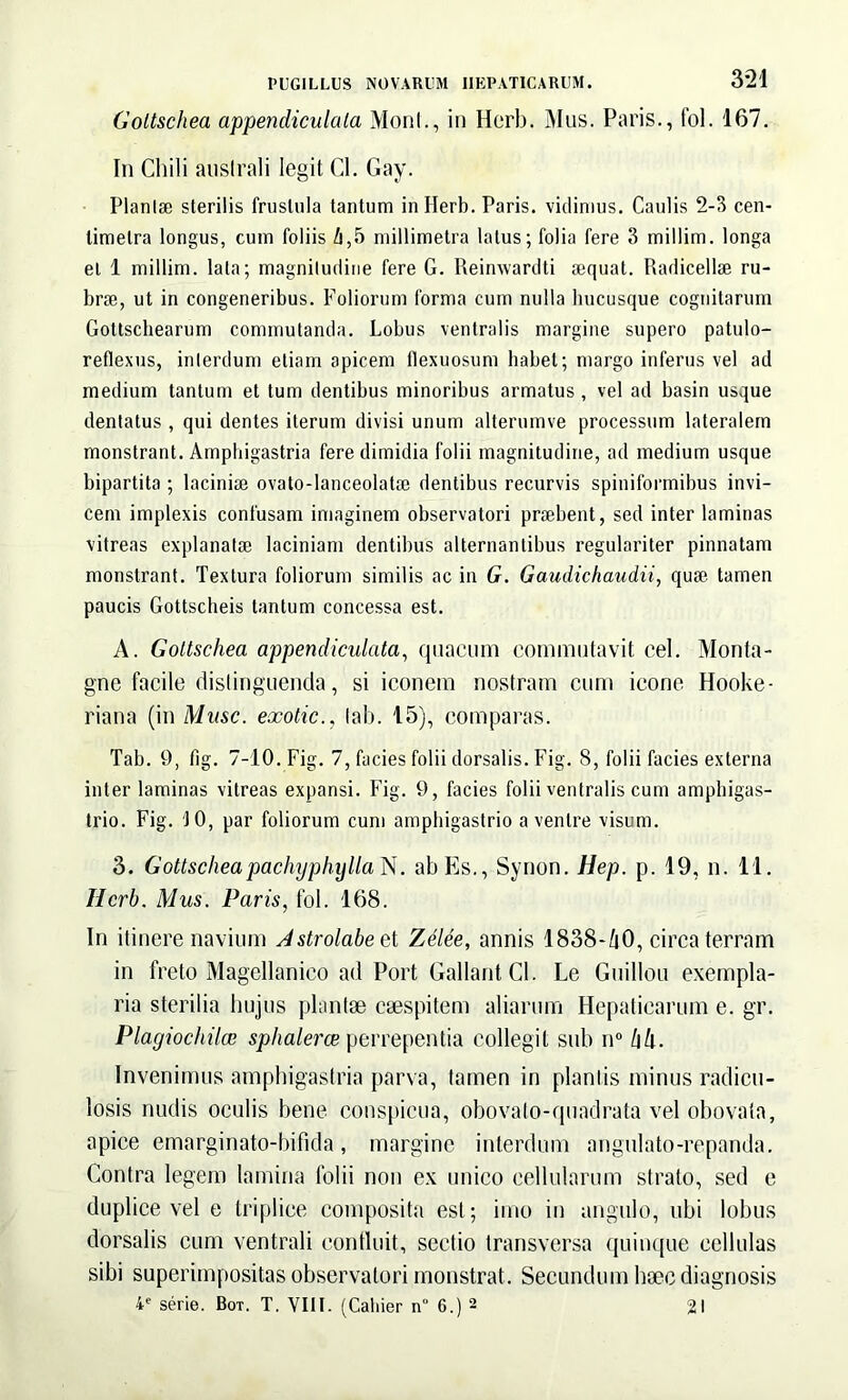 Goltschea appencliculala Monl., in Herb. Mus. Paris., fol. 167. In Chili australi legit Cl. Gay. Plantae sterilis frustula tantum in Herb. Paris, vidimus. Caulis 2-3 cen- timetra longus, cum foliis 4,5 millimetra latus; folia fere 3 millim. longa et 1 millim. lata; magnitudine fere G. Reinwardti aequat. Radicellae ru- brae, ut in congeneribus. Foliorum forma cum nulla bucusque cognitarum Gottscbearum commutanda. Lobus ventralis margine supero patulo- reflexus, interdum etiam apicem flexuosum habet; margo inferus vel ad medium tantum et tum dentibus minoribus armatus , vel ad basin usque dentatus , qui dentes iterum divisi unum alterumve processum lateralem monstrant. Amphigastria fere dimidia folii magnitudine, ad medium usque bipartita ; laciniae ovato-lanceolatae dentibus recurvis spiniformibus invi- cem implexis confusam imaginem observatori praebent, sed inter laminas vitreas explanatae laciniam dentibus alternantibus regulariter pinnatam monstrant. Textura foliorum similis ac in G. Gaudichaudii, quae, tamen paucis Gottscheis tantum concessa est. A. Gottschea appendiculata, quacum commutavit cel. Monta- gne facile distinguenda, si iconem nostram cum icone Hooke- riana (in Musc. exotic., lab. 15), comparas. Tab. 9, fig. 7-10. Fig. 7, facies folii dorsalis. Fig. 8, folii facies externa inter laminas vitreas expansi. Fig. 9, facies folii ventralis cum amphigas- trio. Fig. 10, par foliorum cum ampbigastrio a venire visum. 3. GottscheapachyphyllaN. ab Es., Synon. Hep. p. 19, n. 11. Herb. Mus. Paris, fol. 168. In itinere navium Astrolabeet Zelee, annis 1838-40, circa terram in freto Magellanico ad Port GallantCl. Le Guillou exempla- ria sterilia hujus plantae caespitem aliarum Hepaticarum e. gr. Plagiochilce sphalerce perrepentia collegit sub n° hh. Invenimus amphigastria parva, tamen in plantis minus radicu- losis nudis oculis bene conspicua, obovato-quadrata vel obovata, apice emarginato-bifida, margine interdum angulato-repanda. Contra legem lamina folii non ex unico cellularum strato, sed e duplice vel e triplice composita est; imo in angulo, ubi lobus dorsalis cum ventrali contluit, sectio transversa quinque cellulas sibi superimpositas observatori monstrat. Secundum haec diagnosis 4e serie. Bot. T. VIII. (Caliier n 6.) 2 21