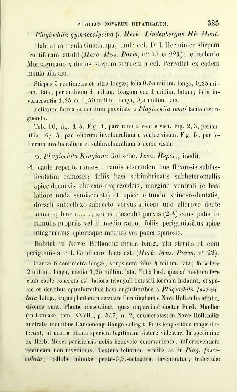 Plagiochila gymnocalycina (3. tterb. Lindenbergue Hb. Mont. Habitat in insula Guadalupa, unde cel. D' L’Herminier stirpem fructiferam attulit (Herb. Mus. Paris, nos 15 et 221); e herbario Montagneano vidimus stirpem sterilem a cel. Perrottet ex eadem insula allatam. Stirpes 5 centimetra et ultra longae; folia 0,65 millim. longa, 0,25 mil- lim. lata; perianthium 1 millim. longum ore 1 millim. latum; folia in- volucrantia 1,25 ad 1,50 millim. longa, 0,5 millim. lata. Foliorum forma et dentium paucitate a Plagiochila tenvi facile distin- guenda. Tab. 10, fig. 1-5. Fig. 1, pars rami a ventre visa. Fig. 2, 3, perian- tliia. Fig. 4, par foliorum involucralium a ventre visum. Fig. 5, par fo- liorum involucralium et subinvolucralium a dorso visam. 6. Plagiochila Kingiana Gotlsche, Icon. Ilepat., inedit. Pl. caule repente ramoso, ramis adscendentibus flexuosis subfas- ticulatim ramosis; foliis basi subimbricatis subheteromallis apice decurvis obovato-trapczoideis, margine ventrali (e basi latiore nuda semiaccreta) et apice rotundo spinoso-dentatis, dorsali subreflexo subrecto versus apicem uno allerove dente armato; fructu ; spicis masculis parvis (2-3) constipatis in ramulis propriis vel in medio ramo, foliis perigonialibus apice integerrimis (plerisque mediis) vel pauci spinosis. Habitat in Novae Hollandiae insula King, ubi sterilis et cum perigoniis a cel. Guichenot lecta est. (Herb. Mus. Paris, n° 22). Plantae 6 centimetra longa?, stirps cum foliis h millim. lata; folia fere 2 millim. longa, medio 1,25 millim. lata. Folia basi, quae ad medium fere cum caule concreta est, latiora trianguli retusati formam induunt, et spe- cie et dentibus spiniformibus basi angustioribus a Plagiochila fascicu- lata Ldbg., cujus plantam masculam Cunningham e Nova Hollandia attulit, diversa sunt. Plantae masculinae, quas nuperrime doctor Ferd. Mueller (in Linnaeae, tom. XXVIII, p. 5Z|7, n. 2, enumeratas) in Novae Hollandiae australis montibus Dandenong-Range collegit, foliis longioribus magis dif- ferunt, ut nostra planta speciem legitimam sistere videatur. In specimine ex Herb. Musei parisiensis nobis benevole communicato, inflorescendam femineam non invenimus. Textura foliorum similis ac in Piag. fasci- culata ; cellulae minutae pente-6,7,-octogon£e inveniuntur; trabeculae