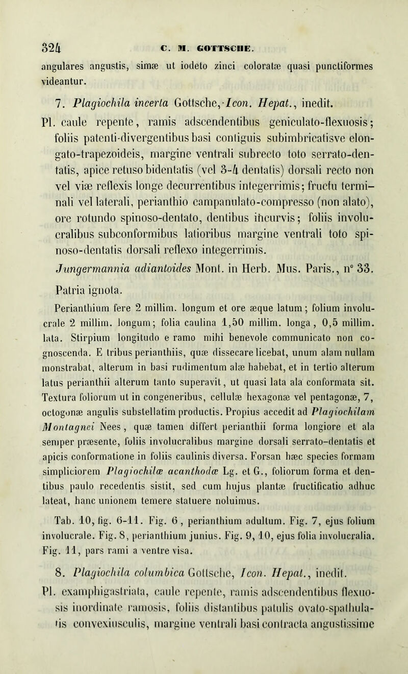 angulares angustis, simae ut iodeto zinci coloratae quasi punctiformes videantur. 7. Plagiochila incerta Gottsche,-Icon. Hepat., ineclit. Pl. caule repente, ramis adscendentibus geniculato-flexuosis; foliis patenti-divergentibusbasi contiguis subimbricatisve clon- gato-trapezoideis, margine ventrali subrecto toto serrato-den- tatis, apice retuso bidentatis (vel 3-4 dentatis) dorsali recto non vel vise reflexis longe decurrentibus integerrimis; fructu termi- nali vel laterali, perianthio campanulato-compresso (non alato), ore rotundo spinoso-dentato, dentibus ihcurvis; foliis involu- cralibus subconformibus latioribus margine ventrali toto spi- noso-dentatis dorsali reflexo integerrimis. Jungermannia adiantoides Mont. in Herb. Mus. Paris., n° 33. Patria ignota. Periantliimn fere 2 millim. longum et ore aeque latum; folium involu- crnle 2 millim. longum; folia caulina 1,50 millim. longa, 0,5 millim. lata. Stirpium longitudo e ramo mihi benevole communicato non co- gnoscenda. E tribus perianthiis, quae dissecare licebat, unum alam nullam monstrabat, alterum in basi rudimentum alae habebat, et in tertio alterum latus perianthii alterum tanto superavit, ut quasi lata ala conformata sit. Textura foliorum ut in congeneribus, cellulae hexagonae vel pentagonae, 7, oclogonae angulis subslellatim productis. Propius accedit ad Plagiochilam Montagnei Nees , quae tamen differt perianthii forma longiore et ala semper praesente, foliis involucralibus margine dorsali serrato-dentatis et apicis conformatione in foliis caulinis diversa. Forsan haec species formam simpliciorem Plagiochila; acanthodcc Lg. etG., foliorum forma et den- tibus paulo recedentis sistit, sed cum hujus plantae fructificatio adhuc lateat, hanc unionem temere statuere noluimus. Tab. 10, lig. 6-11. Fig. 6, periantbium adultum. Fig. 7, ejus folium involucrale. Fig. 8, periantbium junius. Fig. 9,10, ejus folia involucralia. Fig. 11, pars rami a ventre visa. 8. Plagiochila columbica Gottsche, Icon. Hepat., inedif. Pl. examphigastriata, caule repente, ramis adscendentibus flexuo- sis inordinate ramosis, foliis distantibus patulis ovato-spalhula- ds convexiusculis, margine ventrali basi confracta angustissime