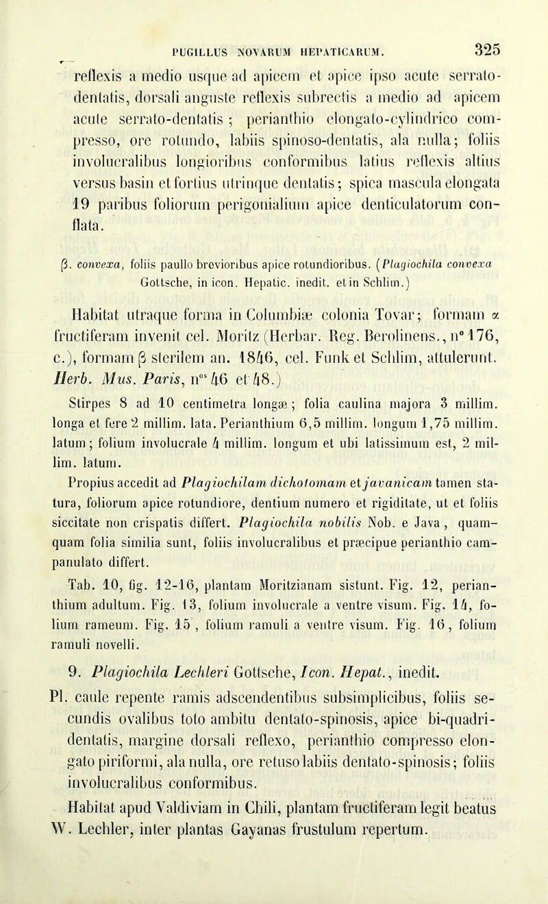 reflexis a medio usque ad apicem et apice ipso acute serrato - dentatis, dorsali anguste reflexis subrectis a medio ad apicem acute serrato-dentatis; perianthio elongato-cylindrico com- presso, ore rotundo, labiis spinoso-dentatis, ala nulla; foliis involucralibus longioribus conformibus latius reflexis altius versus basin et fortius utrinque dentatis; spica mascula elongata 19 paribus foliorum perigonialium apice denticulatorum con- flata. [3. convexa, foliis paullo brevioribus apice rotundioribus. (Plagiochila convexa Gottsche, in icon. Hepatic. inedit. etinSchlim.) Habitat utraque forma in Columbise colonia Tovar; formam a fructiferam invenit cel. JMoritz (Herbar. Reg. Berolinens., n°'176, c.), formam (3 sterilem an. 18^6, cel. Funket Sclilim, attulerunt. lierb. Mus. Paris, nos 46 et 68.) Stirpes 8 ad 10 centimetra longae ; folia caulina majora 3 millim. longa et fere 2 millim. lata. Perianthium 6,5 millim. longum 1,75 millim. latum; folium involucrale L\ millim. longum et ubi latissimum est, 2 mil- lim. latum. Propius accedit ad Plagiochilam dicholomam et javanicam tamen sta- tura, foliorum apice rotundiore, dentium numero et rigiditate, ut et foliis siccitate non crispatis differt. Plagiochila nobilis Nob. e Java , quam- quam folia similia sunt, foliis involucralibus et prfecipue perianthio cam- panulalo differt. Tab. 10, fig. 12-16, plantam Moritzianam sistunt. Fig. 12, perian- thium adultum. Fig. 13, folium involucrale a ventre visum. Fig. 1 h, fo- lium rameum. Fig. 15 , folium ramuli a ventre visum. Fig. 16, folium ramuli novelli. 9. Plagiochila Lechleri Gottsche, Icon. Hepat., inedit. Pl. caule repente ramis adscendentibus subsimplicibus, foliis se- cundis ovalibus toto ambitu dentato-spinosis, apice bi-quadri- dentatis, margine dorsali reflexo, perianthio compresso elon- gato piriformi, ala nulla, ore retuso labiis dentato-spinosis; foliis involucralibus conformibus. Habitat apud Valdiviam in Chili, plantam fructiferam legit beatus W. Lechler, inter plantas Gayanas frustulum repertum.
