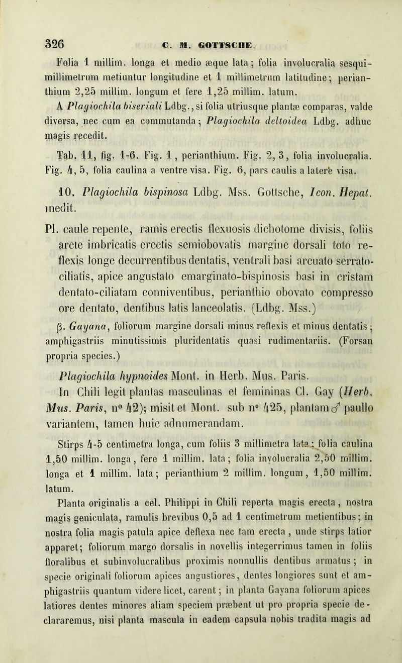 Folia 1 millim. longa et medio aeque lata; folia involucralia sesqui- millimetrum metiuntur longitudine et i millimetrum latitudine; perian- thium 2,25 millim. longum et fere 1,25 millim. latum. A Plagiochila biseriali Ldbg., si folia utriusque plantae comparas, valde diversa, nec cum ea commutanda; Plagiochila deltoidea Ldbg. adhuc magis recedit. Tab. 11, fig. 1-6. Fig. 1, perianthium. Fig. 2, 3, folia involucralia. Fig. 4, 5, folia caulina a ventre visa. Fig. 6, pars caulis a laterfe visa. 10. Plagiochila bispinosa Ldbg. Mss. Gottsche, Teon. Hepat. inedit. Pl. caule repenle, ramis erectis flexuosis dichotome divisis, foliis arcte imbricatis erectis semiobovatis margine dorsali toto re- flexis longe decurrentibus dentatis, ventrali basi arcuato serrato- ciliatis, apice angustato emarginato-bispinosis basi in cristam dentato-ciliatam conniventibus, perianlhio obovato compresso ore dentato, dentibus latis lanceolatis. (Ldbg. Mss.) j3. Gayana, foliorum margine dorsali minus reflexis et minus dentatis ; amphigastriis minutissimis pluridentatis quasi rudimentariis. (Forsan propria species.) Plagiochila hypnoides Mont. in Herb. Mus. Paris. In Chili legit plantas masculinas et femininas Cl. Gay (Herb. Mus. Paris, n° 42); misit et Mont. sub n° 425, plantam </ paullo variantem, tamen huic adnumerandam. Stirps 4-5 centimetra longa, cum foliis 3 millimetra lata.: folia caulina 1,50 millim. longa, fere 1 millim. lata; folia involucralia 2,50 millim. longa et 1 millim. lata; perianthium 2 millim. longum, 1,50 millim. latum. Planta originalis a cel. Philippi in Chili reperta magis erecta, nostra magis geniculata, ramulis brevibus 0,5 ad 1 centimetrum metienlibus; in nostra folia magis patula apice deflexa nec tam erecta , unde stirps latior apparet; foliorum margo dorsalis in novellis integerrimus tamen in foliis floralibus et subinvolucralibus proximis nonnullis dentibus armatus; in specie originali foliorum apices angustiores, dentes longiores sunt et am- phigastriis quantum videre licet, carent; in planta Gayana foliorum apices latiores dentes minores aliam speciem praebent ut pro propria specie de- clararemus, nisi planta mascula in eadem capsula nobis tradita magis ad