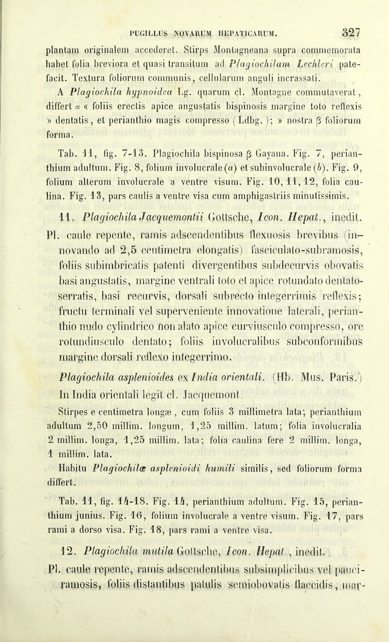 plantam originalem accederet. Stirps Montagneana supra commemorata habet folia breviora et quasi transitum ad Plagiochilam Lechleri pate- facit. Textura foliorum communis, cellularum anguli incrassati. A Plagiochila hypnoidea Lg. quarum cl. Montagne commutaverat, differt a « foliis erectis apice angustatis bispinosis margine toto reflexis » dentatis, et perianthio magis compresso (Ldbg.); » nostra (3 foliorum forma. Tab. 41, fig. 7-13. Plagiochila bispinosa p Gayana. Fig. 7, perian- thium adultum. Fig. 8, folium involucrale(a) et subinvolucrale (h). Fig. 9, folium alterum involucrale a ventre visum. Fig. 10,11,12, folia cau- lina. Fig. 13, pars caulis a ventre visa cum amphigaslriis minutissimis. 11. Plagiochila J acquemontii Gottsche, Icon. Hepat., inedit. Pl. caule repente, ramis adscendentibus flexuosis brevibus (in- novando ad 2,5 centirnetra elongatis) fasciculato-subramosis, foliis subirnbricalis patenti divergentibus subdecurvis obovatis basi angustatis, margine ventrali toto et apice rotundato dentato- serratis, basi recurvis, dorsali subrecto integerrimis reflexis; fructu terminali vel superveniente innovatione laterali, perian- thio nudo cylindrico non alato apice curviusculo compresso, ore rotundiusculo dentato; foliis involucralibus subconformibns margine dorsali reflexo integerrimo. Plagiochila asplenioides ex India orientali. (Hb. Mus. Paris.) In India orientali legit cl. Jacquemont Stirpes e centirnetra longae, cum foliis 3 millimetra lata; perianthium adultum 2,50 millim. longum, 4,25 millim. latum; folia involucralia 2 millim. longa, 4,25 millim. lata; folia caulina fere 2 millim. longa, 1 millim. lata. Habitu Plagiochila; asplenioidi humili similis, sed foliorum forma differt. Tab. 11, fig. l/i-18. Fig. Ii, perianthium adultum. Fig. 15, perian- thium junius. Fig. 16, folium involucrale a ventre visum. Fig. 17, pars rami a dorso visa. Fig. 18, pars rami a ventre visa. 12. Plagiochila mutila Gottsche, Icon. Hepat., inedit. Pl. caule repente, ramis adscendentibus subsimplicibus vel pauc i - ramosis, foliis distantibus patulis semiobovatis flaccidis, mar-