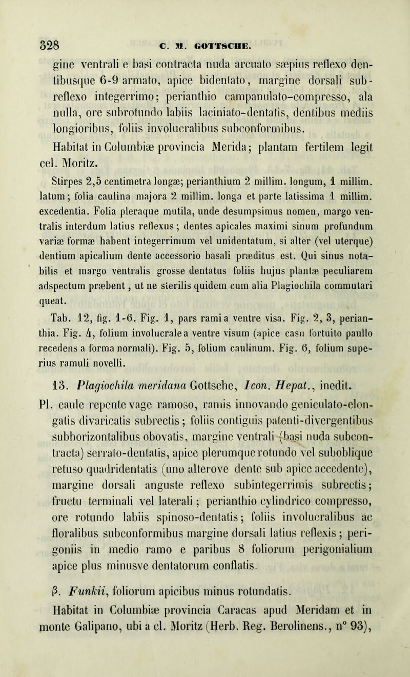 gine ventrali e basi contracta nuda arcuato saepius rctlexo den- tibusque 6-9 armato, apice bidenlato, margine dorsali sub- reflexo integerrimo; perianthio campanulato-compresso, ala nulla, ore subrotundo labiis laciniato—dentatis, dentibus mediis longioribus, foliis involucralibus subconformibus. Habitat in Columbiae provincia Merida; plantam fertilem legit cel. Moritz. Stirpes 2,5 centimetra longae; perianthium 2 millim. longum, 1 millim. latum; folia caulina majora 2 millim. longa et parte latissima 1 millim. excedentia. Folia pleraque mutila, unde desumpsimus nomen, margo ven- tralis interdum latius reflexus; dentes apicales maximi sinum profundum variae formae habent integerrimum vel unidentatum, si alter (vel uterque) dentium apicalium dente accessorio basali praeditus est. Qui sinus nota- bilis et margo ventralis grosse dentatus foliis hujus plantae peculiarem adspectum praebent, ut ne sterilis quidem cum alia Plagiochila commutari queat. Tab. 12, fig. 1-6. Fig. 1, pars rami a ventre visa. Fig. 2, 3, perian- thia. Fig. h, folium involucralea venire visum (apice casu fortuito paullo recedens a forma normali). Fig. 5, folium caulinum. Fig. 6, folium supe- rius ramuli novelli. 13. Plagiochila meridana Gottsche, Icon. Ilepat., inedit. Pl. caule repente vage ramoso, ramis innovando geniculato-elon- galis divaricatis subrectis; foliis contiguis patenti-divergentibus subhorizontalibus obovatis, margine ventrali (basi nuda subcon- tracta) serralo-dentatis, apice plerumque rotundo vel suboblique retuso quadridentatis (uno alterove dente sub apice accedente), margine dorsali anguste reflexo subinlegerrimis subrectis; fructu terminali vel laterali; perianthio cylindrico compresso, ore rotundo labiis spinoso-dentatis; foliis involucralibus ae floralibus subconformibus margine dorsali latius reflexis; peri- goniis in medio ramo e paribus 8 foliorum perigonialium apice plus minusve dentatorum conflatis. (3. Funkii, foliorum apicibus minus rotundatis. Habitat in Columbiae provincia Caracas apud Meridam et in monte Galipano, ubi a cl. Moritz (Herb. Reg. Berolinens., n° 93),