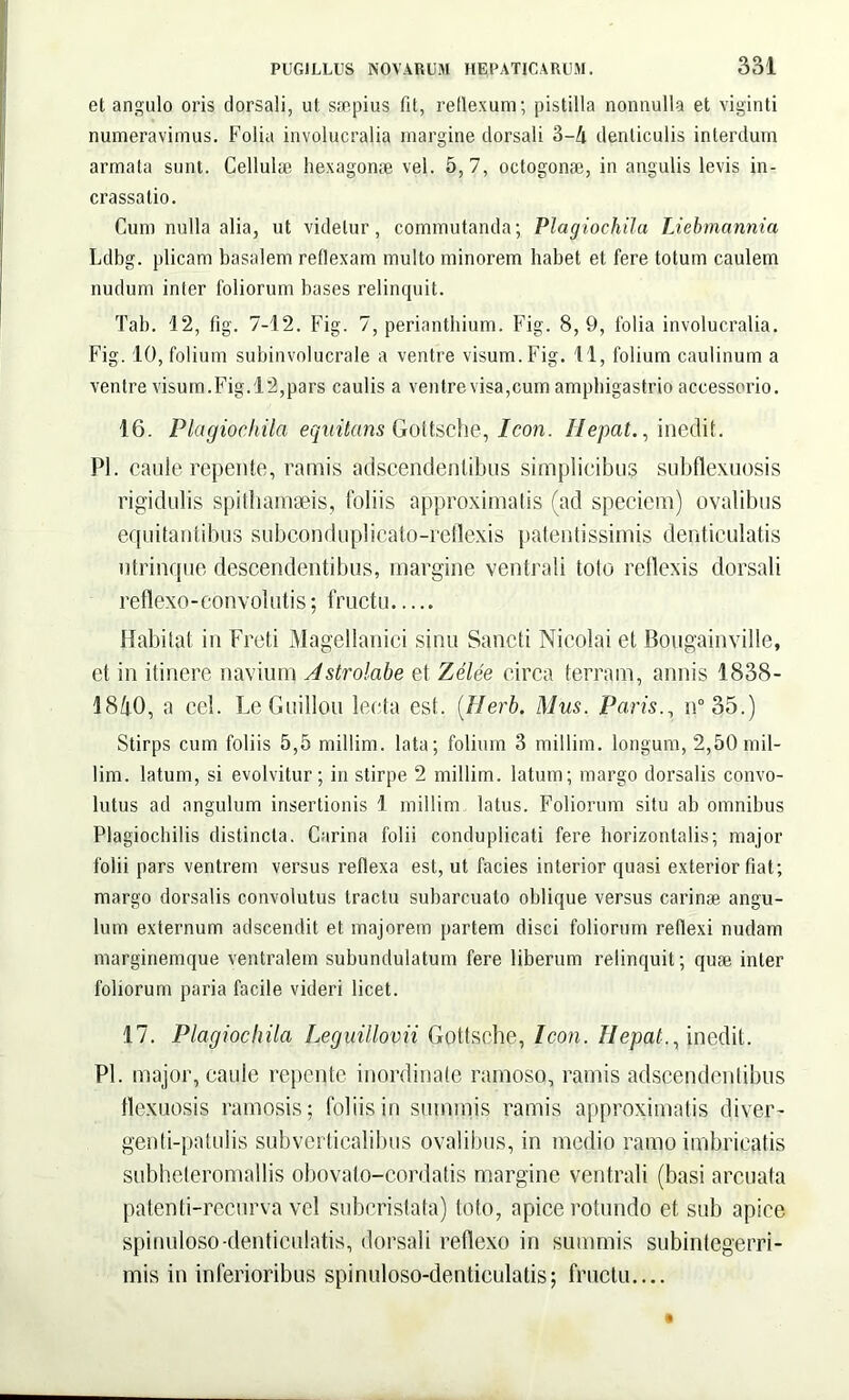 et angulo oris dorsali, ut saepius fit, reflexum; pistilla nonnulla et viginti numeravimus. Folia involucralia margine dorsali 3-lx denticulis interdum armata sunt. Celluhe hexagonae vel. 5,7, octogonse, in angulis levis in- crassatio. Cum nulla alia, ut videtur, commutanda; Plagiochila Liebmannia Ldbg. plicam basalem reflexam multo minorem habet et fere totum caulem nudum inter foliorum bases relinquit. Tab. 42, fig. 7-12. Fig. 7, perianthium. Fig. 8,9, folia involucralia. Fig. 10, folium subinvolucrale a ventre visum. Fig. 11, folium caulinum a ventre visum.Fig.12,pars caulis a ventre visa, cum amphigastrio accessorio. 16. Plagiochila equitans Goftsche, Icon. Hepat., inedit. Pl. caule repente, ramis adscendenlibus simplicibus subflexuosis rigidulis spilhamseis, foliis approximatis (ad speciem) ovalibus equitantibus subconduplicato-reflexis patentissimis denticulatis ntrinque descendentibus, margine ventrali toto reflexis dorsali reflexo-convolutis; fructu Habitat in Freti Magellanici sinu Sancti Nicolai et Bougainville, et in itinere navium Astrolabe et Zelee circa terram, annis 1838- 18/tO, a cel. LeGuillou lecta est. (Herb. Mus. Paris., n°35.) Stirps cum foliis 5,5 millim. lata; folium 3 millim. longum, 2,50 mil- lim. latum, si evolvitur; in stirpe 2 millim. latum; margo dorsalis convo- lutus ad angulum insertionis 1 millim latus. Foliorum situ ab omnibus Plagiochilis distincta. Carina folii conduplicati fere horizontalis; major folii pars ventrem versus reflexa est, ut facies interior quasi exterior fiat; margo dorsalis convolutus tractu subarcuato oblique versus carinae angu- lum externum adscendit et majorem partem disci foliorum reflexi nudam marginemque ventralem subundulatum fere liberum relinquit; quae inter foliorum paria facile videri licet. 17. Plagiochila Leguillovii Gottsche, Icon. Hepat., inedit. Pl. major, caule repente inordinate ramoso, ramis adscendenlibus flexuosis ramosis; foliis in summis ramis approximatis diver- genti-patulis subverticalibus ovalibus, in medio ramo imbricatis subheteromallis obovato-cordatis margine ventrali (basi arcuata patenti-recurva vel suberistata) toto, apice rotundo et sub apice spinuloso-denticulatis, dorsali reflexo in summis subintegerri- mis in inferioribus spinuloso-dentieulatis; fructu....