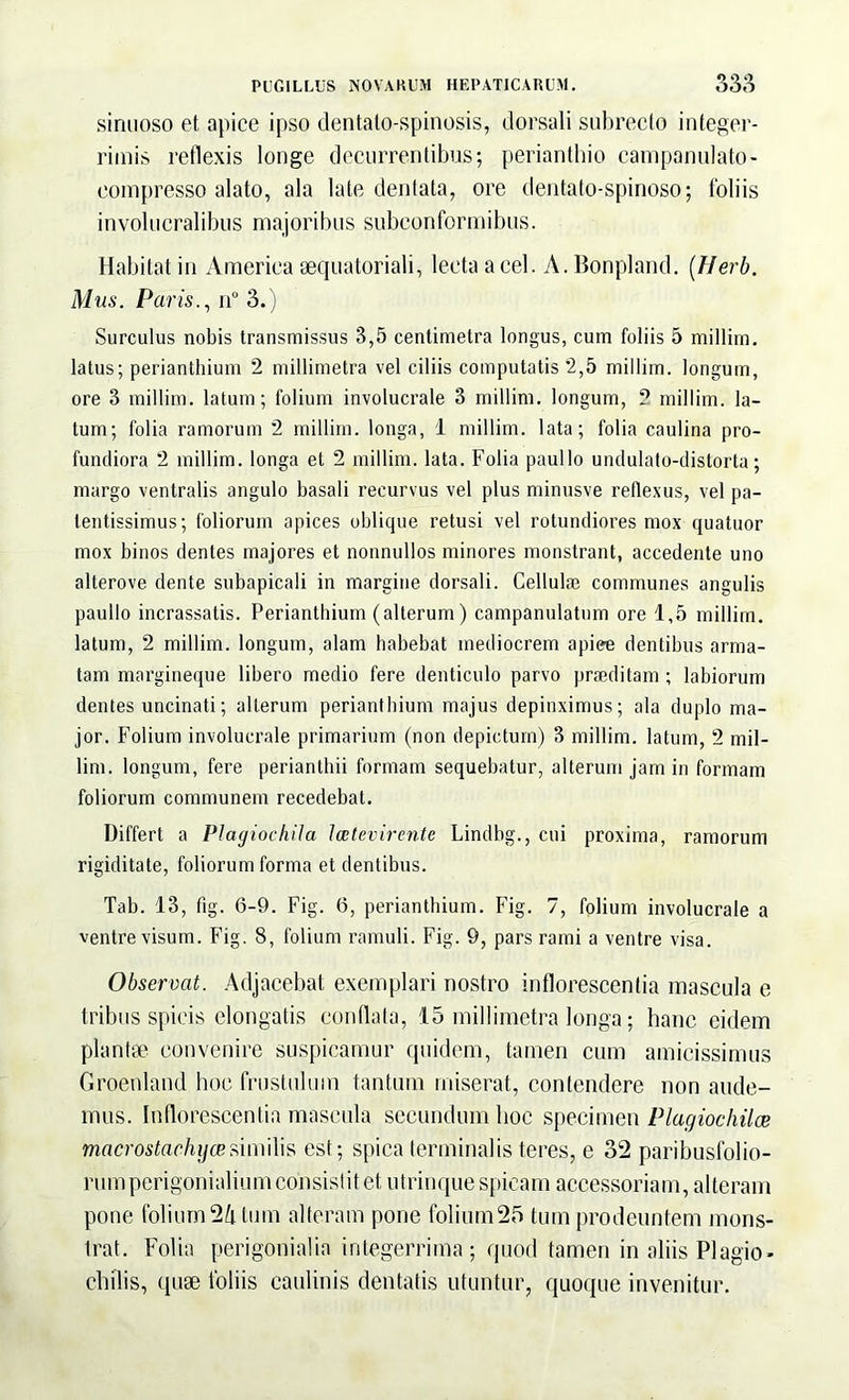 sinuoso et apice ipso dentato-spinosis, dorsali subrecto integer- rimis reflexis longe decurrentibus; perianthio campanulato- eompresso alato, ala late dentata, ore dentato-spinoso; foliis involucralibus majoribus subconformibus. Habitat in America aequatoriali, lecta a cel. A. Bonpland. (Herb. Mus. Paris., n° 3.) Surculus nobis transmissus 3,5 centimetra longus, cum foliis 5 millim. latus; perianthium 2 millimetra vel ciliis computatis 2,5 millim. longum, ore 3 millim. latum; folium involucrale 3 millim. longum, 2 millim. la- tum; folia ramorum 2 millim. longa, 1 millim. lata; folia caulina pro- fundiora 2 millim. longa et 2 millim. lata. Folia paullo undulato-distorta; margo ventralis angulo basali recurvus vel plus minusve reflexus, vel pa- leatissimus; foliorum apices oblique retusi vel rotundiores mox quatuor mox binos dentes majores et nonnullos minores monstrant, accedente uno allerove dente subapicali in margine dorsali. Cellulae communes angulis paullo incrassatis. Perianthium (alterum) campanulatum ore 1,5 millim. latum, 2 millim. longum, alam habebat mediocrem apice dentibus arma- tam margineque libero medio fere denticulo parvo praeditam ; labiorum dentes uncinati; alterum perianthium majus depinximus; ala duplo ma- jor. Folium involucrale primarium (non depictum) 3 millim. latum, 2 mil- lim. longum, fere perianthii formam sequebatur, alterum jam in formam foliorum communem recedebat. Differt a Plagiocliila Icetevirente Lindbg., cui proxima, ramorum rigiditate, foliorum forma et dentibus. Tab. '13, fig. 6-9. Fig. 6, perianthium. Fig. 7, folium involucrale a ventre visum. Fig. 8, folium ramuli. Fig. 9, pars rami a ventre visa. Observat. Adjacebat exemplari nostro inflorescentia mascula e tribus spicis elongatis conflata, 15 millimetra longa; hanc eidem plantae convenire suspicamur quidem, tamen cum amicissimus Groenland hoc frustulum tantum miserat, contendere non aude- mus. Inflorescentia mascula secundum hoc specimen Plagiochiloe macrostachijcesimilis est; spica terminalis teres, e 32 paribusfolio- rumperigonialium consistit et utrinque spicam accessoriam, alteram pone folium 24 tum alteram pone folium25 tum prodeuntem mons- trat. Folia perigonialia integerrima; quod tamen in aliis Plagio* chilis, quae foliis caulinis dentatis utuntur, quoque invenitur.