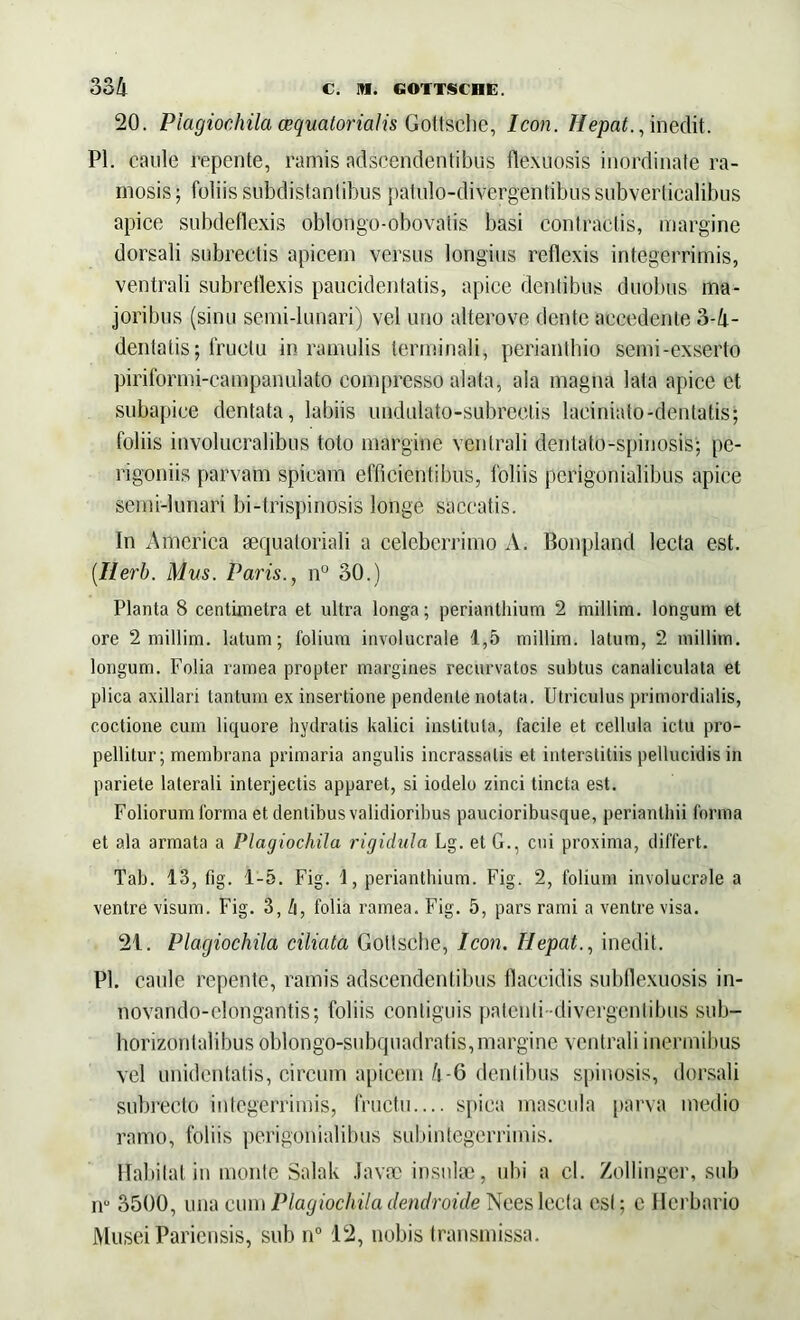 20. Plagiochila (equatorialis Gottsche, Icon. Hepat., inedit. Pl. caule repente, ramis adscendehtibus flexuosis inordinate ra- mosis ; foliis subdistanlibus patulo-divergentibus subverticalibus apice subdeflexis oblongo-obovatis basi contractis, margine dorsali subrectis apicem versus longius reflexis integerrimis, ventrali subretlexis paucidentatis, apice dentibus duobus ma- joribus (sinu semi-lunari) vel uno alterove dente accedente 3-4- dentatis; fructu in ramulis terminali, periantbio semi-exserto piriformi-campanulato compresso alata, ala magna lata apice et. subapiee dentata, labiis undulato-subreetis laciniato-dentatis; foliis involucralibus toto margine ventrali denlato-spinosis; pe- rigoniis parvam spicam efficientibus, foliis pcrigonialibus apice semi-lunari bi-trispinosis longe saccatis. In America sequatoriali a celeberrimo A. Bonpland lecta est. [Ilerb. Mus. Paris., n° 30.) Planta 8 centimetro et ultra longa; perianthium 2 rnillim. longum et ore 2 rnillim. latum; folium involucrale 1,5 rnillim. latum, 2 rnillim. longum. Folia ramea propter margines recurvatos subtus canaliculata et plica axillari tantum ex insertione pendente notata. Utriculus primordialis, coctione cum liquore hydratis kalici instituta, facile et cellula ictu pro- pellitur ; membrana primaria angulis incrassatis et interstitiis pellucidis in pariete laterali interjectis apparet, si iodelo zinci tincta est. Foliorum forma et dentibus validioribus paucioribusque, perianlhii forma et ala armata a Plagiochila rigidula Lg. et G., cui proxima, differt. Tab. 13, fig. 1-5. Fig. 1, perianthium. Fig. 2, folium involucrale a ventre visum. Fig. 3,4, folia ramea. Fig. 5, pars rami a ventre visa. 21. Plagiochila ciliata Gollsche, Icon. Hepat., inedit. Pl. caule repente, ramis adseendentibus flaccidis subflexuosis in- novando-elongantis; foliis contiguis patenti -divergentibus sub- horizontalibiis oblongo-subquadratis, margine ventrali inermibus vel unidentatis, circum apicem 4-6 dentibus spinosis, dorsali subrecto integerrimis, fructu.... spica mascula parva medio ramo, foliis perigonialibus subintegerrimis. Habitat in monte Salak Javac insulae, ubi a cl. Zollinger, sub n° 3500, una cum Plagiochila dendroide Nees lecta est; c Herbario Musei Paricnsis, sub n° 12, nobis transmissa.