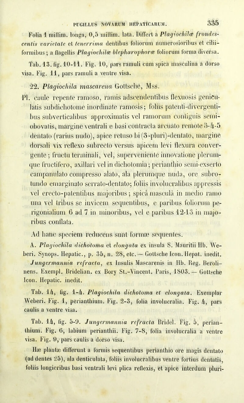 Folia 1 millim. longa, 0,5 millim. lata. Differt a Plagiochila: frondes- centis varietate et tenerrima dentibus foliorum numerosioribus et cilii- formibus; a flagellis Plagiochila: blepharophora foliorum forma diversa. Tab. 13. fig. 10-11. Fig. 10, pars ramuli cum spica masculina a dorso visa. Fig. 11, pars ramuli a ventre visa. 22. Plagiochila mascarena Gottsche, Mss. Pl. caule repente ramoso, ramis adscendentibils flexuosis genicu- latis subdichotome inordinate ramosis; foliis patenti-divergenli- bus subverliealibus approximatis vel ramorum contiguis semi- obovalis, margine ventrali e basi contracta arcuato remote 3-4-5 dentato (rarius mulo), apice retuso bi (3-pluri)-dentato, margine dorsali vix reflexo subrecto versus apicem levi flexura conver- gente; fructu terminali, vel, superveniente innovatione plerum- que fructifero, axillari vel in dichotomia; perianthio semi-exserto campanulato compresso alato, ala plerumque nuda, ore subro- tundo emarginato serrato-dentato; foliis involucralibus appressis vel erecto-patentibus majoribus; spica mascula in medio ramo una vel tribus se invicem sequentibus, e paribus foliorum pe- rigonialium 6 ad 7 in minoribus, vel e paribus 12-13 in majo- ribus conflata. Ad hanc speciem reducens sunt formae sequentes. A. Plagiochila dichotoma et elongata ex insula S. Mauritii Hb. We- beri. Synops. Hepatic., p. 35, n. 28, etc. --- Gottsche Icon. Hepat. inedit. J ungermannia refracta, ex Insulis Mascarenis in Hb. Reg. Beroli- nens. Exempl. Bridelian. ex Bory St.-Vincent. Paris, 1803.— Gottsche Icon. Hepatic. inedit. Tab. 14, fig. 1-4. Plagiochila dichotoma et elongata. Exemplar Weberi. Fig. 1, perianthium. Fig. 2-3, folia involucralia. Fig. 4, pars caulis a ventre visa. Tab. 14, fig. 5-9. Jungermannia refracta Bridel. Fig. 5, perian- thium. Fig. 6, labium perianthii. Fig. 7-8, folia involucralia a ventre visa. Fig. 9,-pars caulis a dorso visa. Hae plantae differunt a formis sequentibus perianthio ore magis dentato (ad dentes 25), ala denticulata, foliis involucralibus ventre fortius dentatis, foliis longioribus basi ventrali levi plica reflexis, et apice interdum pluri-