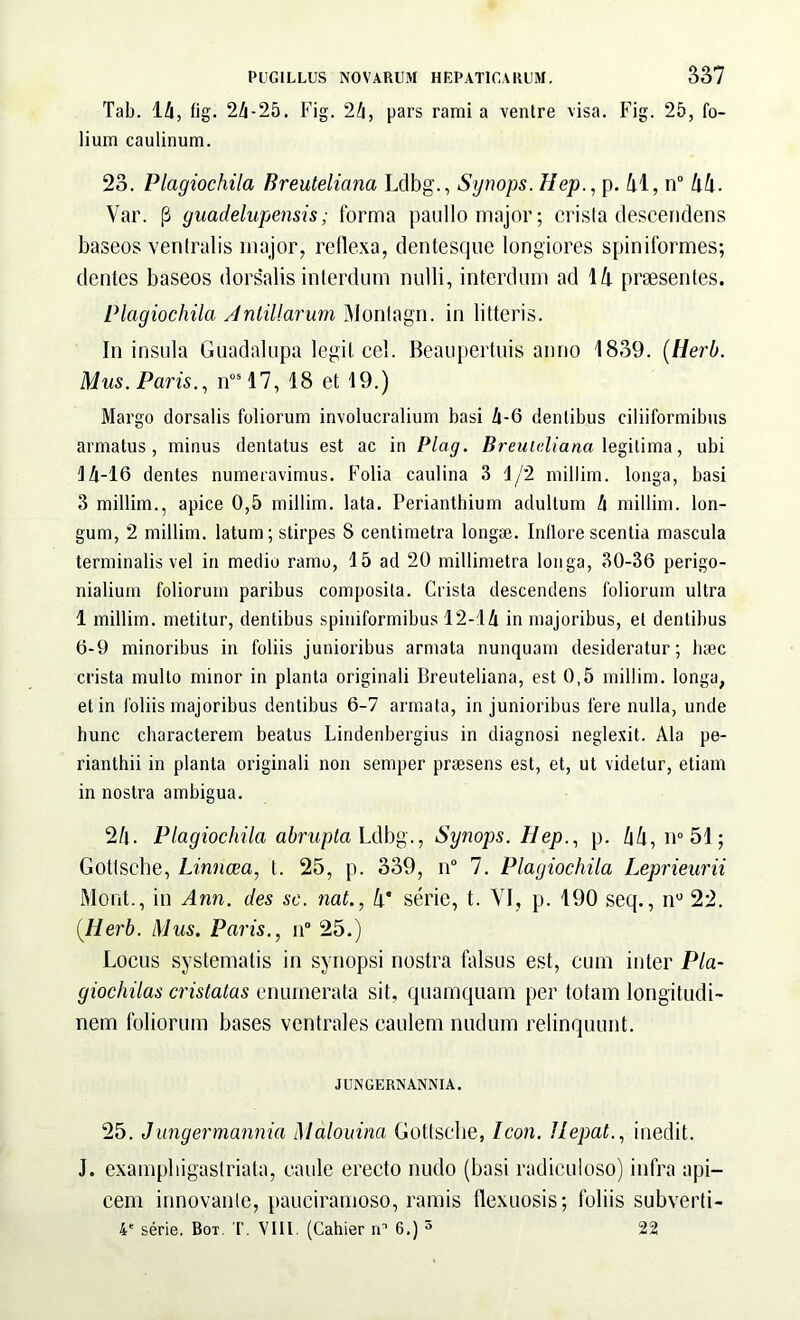 Tab. 14, fig. 24-25. Fig. 24, pars rami a venire visa. Fig. 25, fo- lium caulinum. 23. Plagiochila Breuteliana Ldbg., Synops. Hep., p. 41, n° 44. Var. (3 guadelupensis; forma paullo major; crista descendens baseos ventralis major, reflexa, dentesque longiores spiniformes; dentes baseos dorsalis interdum nulli, interdum ad 14 praesentes. Plagiochila Anlillarum, Monlagn. in litteris. In insula Guadalupa legit cel. Beaupertuis anno 1839. (Herh. Mus. Paris., nos17, 18 et 19.) Margo dorsalis foliorum involucralium basi 4-6 dentibus ciliiformibus armatus, minus dentatus est ac in Plag. Breuteliana legitima, ubi 14-16 dentes numeravimus. Folia caulina 3 1/2 millim. longa, basi 3 millim., apice 0,5 millim. lata. Periantbium adultum 4 millim. lon- gum, 2 millim. latum; stirpes 8 centimetra longae. Inflore scentia mascula terminalis vel in medio ramo, 15 ad 20 millimetra longa, 30-36 perigo- nialium foliorum paribus composita. Crista descendens foliorum ultra 1 millim. metitur, dentibus spiniformibus 12-14 in majoribus, et dentibus 6-9 minoribus in foliis junioribus armata nunquam desideratur; haec crista multo minor in planta originali Breuteliana, est 0,5 millim. longa, et in loliis majoribus dentibus 6-7 armata, in junioribus fere nulla, unde hunc characterem beatus Lindenbergius in diagnosi neglexit. Ala pe- rianlhii in planta originali non semper praesens est, et, ut videtur, etiam in nostra ambigua. 24. Plagiochila abrupta Ldbg., Synops. Iiep., p. 44, n° 51; Gotlsche, Linncea, t. 25, p. 339, n° 7. Plagiochila Leprieurii Mont., in Ann. des sc. nat., 4* serie, t. VI, p. 190 seq., n° 22. (Ilerb. Mus. Paris., n° 25.) Locus systematis in synopsi nostra Falsus est, cutn inter Pla- giochilas cristatas enumerata sit, quamquam per totam longitudi- nem foliorum bases ventrales caulem nudum relinquunt. JUNGERNANNIA. 25. Jungermannia Malouina Gottsclie, Icon. JIepat., inedit. J. exampliigastriata, caule erecto nudo (basi radiculoso) infra api- cem innovante, paueiramoso, ramis flexuosis; foliis subverti- 4' serie. Bot. T. VIII. (Cahier na 6.) 5 22