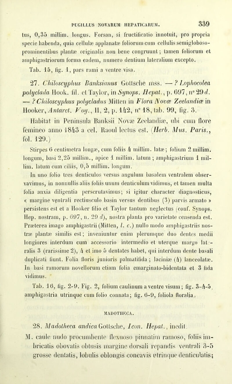 tus, 0,35 millim. longus. Forsan, si fructificatio innotuit, pro propria specie habenda, quia cellulae applanatae foliorum cum cellulis semigloboso- prominentibus plantae originalis non bene congruunt; tamen foliorum et amphigastriorum forma eadem, numero dentium lateralium excepto. Tab. 15, lig. 1, pars rami a ventre visa. 27. Chiloscyphus Banksianus Gottsclie inss. — ? Lophocolea pohjclada Hook. fil. et Taylor, in Synops. Ilepat., p. 697, n° 29d. — ? Chiloscyphus polycladus Mitten in Flora Novce Zeelandice in Hooker, Antarct. Voy., II, 2, p. 142, n° 18, tab. 99, lig. 3. Habitat in Peninsula Banksii Novae Zeelandiae, ubi cum flore femineo anno 1843 a cel. Raoul lectus est. (Ilerb. Mus. Paris., fol. 129.) Stirpes 6 centimetra longae, cum foliis h millim. latae; folium 2millim. longum, basi 2,25 millim., apice 1 millim. latum ; amphigastrium 1 mil- lim. latum cum ciliis, 0,5 millim. longum. In uno folio tres denticulos versus angulum basalem ventralem obser- vavimus, in nonnullis aliis foliis unum denticulum vidimus, et tamen mulla folia anxia diligentia perscrutavimus; si igitur character diagnosticus, « margine ventrali rectiusculo basin versus dentibus (3) parvis armato » persistens est et a Hooker filio et Taylor tantum neglectus (conf. Synops. llep. nostram, p. 697, n. 29 d), nostra planta pro varietate censenda est. PrEeterea imago amphigastrii (Mitten, l. c.) nullo modo amphigastriis nos- trae plantae similis est; inveniuntur enim plerumque duo dentes medii longiores interdum cum accessorio intermedio et uterque margo lat - ralis 3 (rarissime 2), h et imo 5 dentales habet, qui interdum dente basali duplicati fiunt. Folia floris junioris palmatifida ; laciniae (4) lanceolatae. In basi ramorum novellorum etiam folia emarginato-bidentata et 3 lida vidimus. ' Tab, 16, fig. 2-9. Fig. 2, folium caulinum a ventre visum ; fig. 3-4-5. amphigastria utrinque cum folio connata; fig. 6-9, foliola floralia., MADOTHECA. 28. Madotheca andica Gollscbe, Icon. Ilepat., inedil M. caule nudo procumbente flexuoso pinnatim ramoso, foliis im- bricatis obovalis obtusis margine dorsali repandis ventrali 3-5 grosse dentatis, lobulis oblongis concavis utrinque denticulatis;