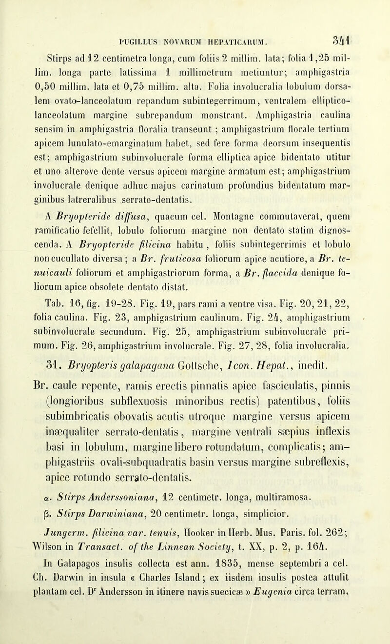 Stirps ad 12 centimelra longa, cum foliis 2 millira. lata; folia 1,25 mil- lim. longa parte latissima 1 millimetrum metiuntur; amphigastria 0,50 millim. lata et 0,75 millim. alta. Folia involucralia lobulum dorsa- lem ovato-lanceolatum repandum subintegerrimum, ventralem elliptico- lanceolatum margine subrepandum monstrant. Amphigastria caulina sensim in amphigastria floralia transeunt ; amphigastrium florale tertium apicem lunulato-emarginatum habet, sed fere forma deorsum insequentis est; amphigastrium subinvolucrale forma elliptica apice bidentato utitur et uno alterove dente versus apicem margine armatum est; amphigastrium involucrale denique adhuc majus carinatum profundius bidentatum mar- ginibus latreralibus serrato-dentatis. A Bryopteride diffusa, quacum cel. Montagne commutaverat, quem ramificatio fefellit, lobulo foliorum margine non dentato statim dignos- cenda. A Bryopteride filicina habitu , foliis subintegerrimis et lobulo noncucullato diversa; a Br. fruticosa foliorum apice acutiore, a Br. te- nuicauli foliorum et amphigastriorum forma, a Br. flaccida denique fo- liorum apice obsolete dentato distat. Tab. 16, fig. 19-28. Fig. 19, pars rami a venire visa. Fig. 20, 21, 22, folia caulina. Fig. 23, amphigastrium caulinum. Fig. 24, amphigastrium subinvolucrale secundum. Fig. 25, amphigastrium subinvolucrale pri- mum. Fig. 26, amphigastrium involucrale. Fig. 27, 28, folia involucralia, 31. Bryopteris g ala pagana Gottsche, Icon. Repat., inedit. Br. caule repente, ramis erectis pinnatis apice fasciculatis, pinnis (longioribus subflexuosis minoribus rectis) patentibus, foliis subimbricatis obovatis acutis utroque margine versus apicem inaequaliter serrato-dentatis, margine ventrali saepius inflexis basi in lobulum, margine libero rotundatum, complicatis; am- phigastriis ovali-subquadratis basin versus margine subreflexis, apice rotundo serrato-dentatis. «. Stirps Anderssoniana, 12 cenlimetr. longa, multiramosa. p. Stirps Darwiniana, 20 centimetr. longa, simplicior. Jungerm. filicina var. tenuis, Hooker inllerb. Mus. Paris, fol. 262; Wilson in Transact. of the Linnean Society, t. XX, p. 2, p. 164. In Galapagos insulis collecta est ann. 1835, mense septembri a cel. Ch. Darwin in insula « Charles Island; ex iisdem insulis postea attulit plantam cel. Dr Andersson in itinere navis sueeiese » Eugenia circa terram.