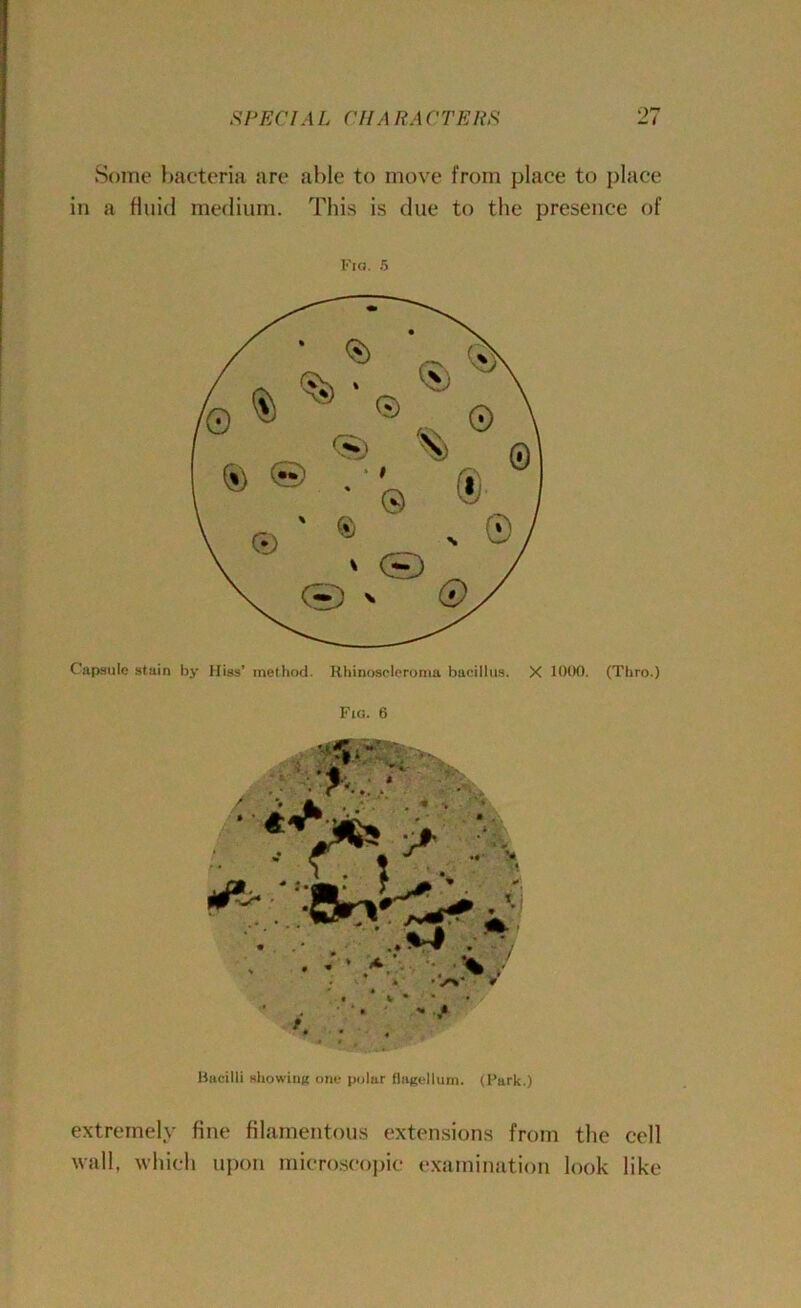 Some bacteria are able to move from place to place in a fluid medium. This is due to the presence of Fio. 5 Capsule stain by Hiss' method. Iihinoscleroma bacillus. X 1000. (Thro.) Fio. 6 Bacilli showing one polar flagellum. (Park.) extremely fine filamentous extensions from the cell wall, which upon microscopic examination look like