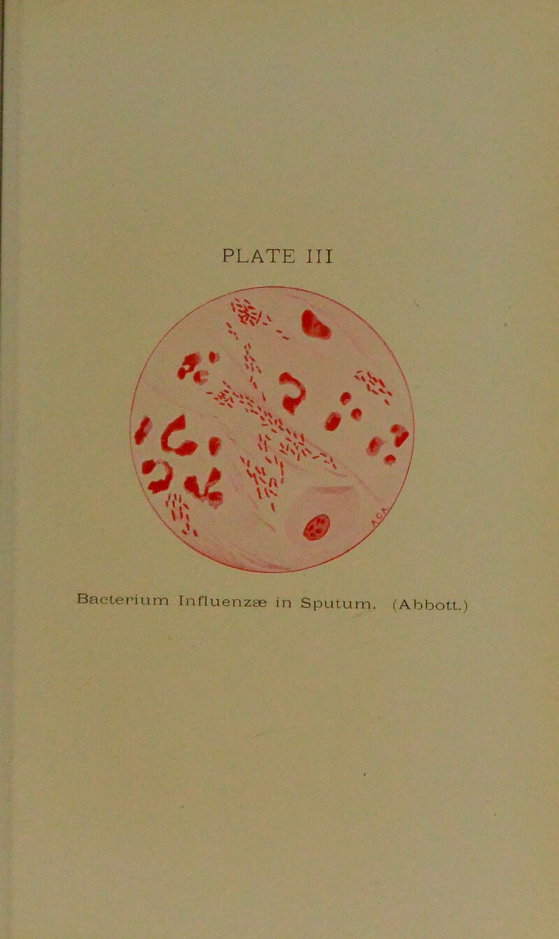 Bacterium Influenzae in Sputum. (Abbott.)