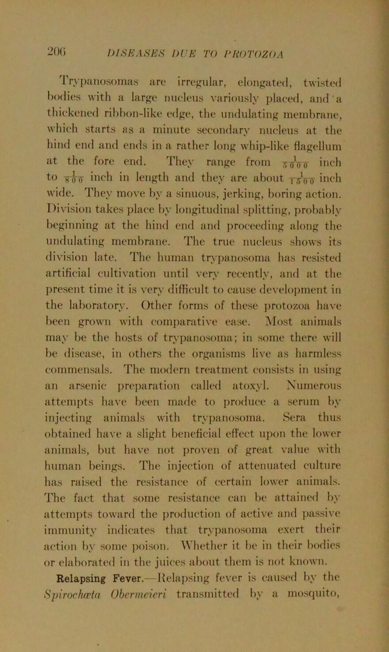 200 Trypanosomas are irregular, elongated, twisted bodies with a large nucleus variously placed, and a thickened ribbon-like edge, the undulating membrane, which starts as a minute secondary nucleus at the hind end and ends in a rather long whip-like flagellum at the fore end. They range from i^Vfr inch to -g-jh;- inch in length and they are about TrVir inch wide. They move by a sinuous, jerking, boring action. Division takes place by longitudinal splitting, probably beginning at the hind end and proceeding along the undulating membrane. The true nucleus shows its division late. The human trypanosoma has resisted artificial cultivation until very recently, and at the present time it is very difficult to cause development in the laboratory. Other forms of these protozoa have been grown with comparative ease. Most animals may be the hosts of trypanosoma; in some there will be disease, in others the organisms live as harmless commensals. The modern treatment consists in using an arsenic preparation called atoxyl. Numerous attempts have been made to produce a serum by injecting animals with trypanosoma. Sera thus obtained have a slight beneficial effect upon the lower animals, but have not proven of great value with human beings. The injection of attenuated culture has raised the resistance of certain lower animals. The fact that some resistance can be attained by attempts toward the production of active and passive immunity indicates that trypanosoma exert their action by some poison. Whether it be in their bodies or elaborated in the juices about them is not known. Relapsing Fever.—Relapsing fever is caused by the Spiroclupta Obermeieri transmitted by a mosquito,