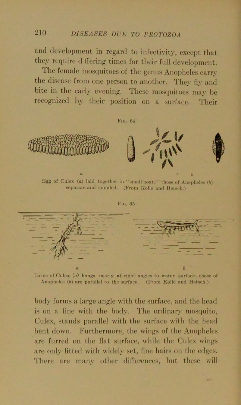 and development in regard to infectivity, except that they require d ffering times for their full development. The female mosquitoes of the genus Anopheles carry the disease from one person to another. They fly and bite in the early evening. These mosquitoes may be recognized by their position on a surface. Their Fig. 64 a • b Egg of Culex (a) laid together in *•small boat;” those of Anopheles (6) separate and rounded. (From Ivolle and Hetsch.) a b Larva of Culex (a) hangs nearly at. right angles to water surface; those of Anopheles (6) are parallel to the surface. (From Kolle and Hetsch.) body forms a large angle with the surface, and the head is on a line with the body. The ordinary mosquito, Culex, stands parallel with the surface with the head bent down. Furthermore, the wings of the Anopheles are furred on the flat surface, while the Culex wings are only fitted with widely set, fine hairs on the edges. There are many other differences, but these will