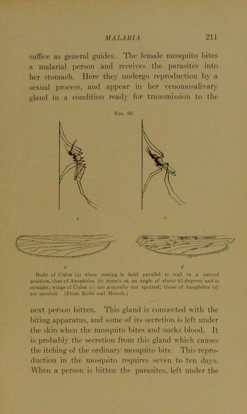 suffice as general guides. The female mosquito bites a malarial person and receives the parasites into her stomach. Here they undergo reproduction by a sexual process, and appear in her venomosalivary gland in a condition ready for transmission to the Fia. or, Body of Culex (a) when resting is held parallel to wall in a curved position, that of Anopheles (6) stands ut an angle of about 45 degrees and is straight; wings of Culex O) are generally not spotted; those of Anopheles (rf) arc spotted. (From Ivolle and Hetech.) next person bitten. This gland is connected with the biting apparatus, and some of its secretion is left under the skin when the mosquito bites and sucks blood. It is probably the secretion from this gland which causes the itching of the ordinary mosquito bite. This repro- duction in the mosquito requires seven to ten days. When a person is bitten the parasites, left under the