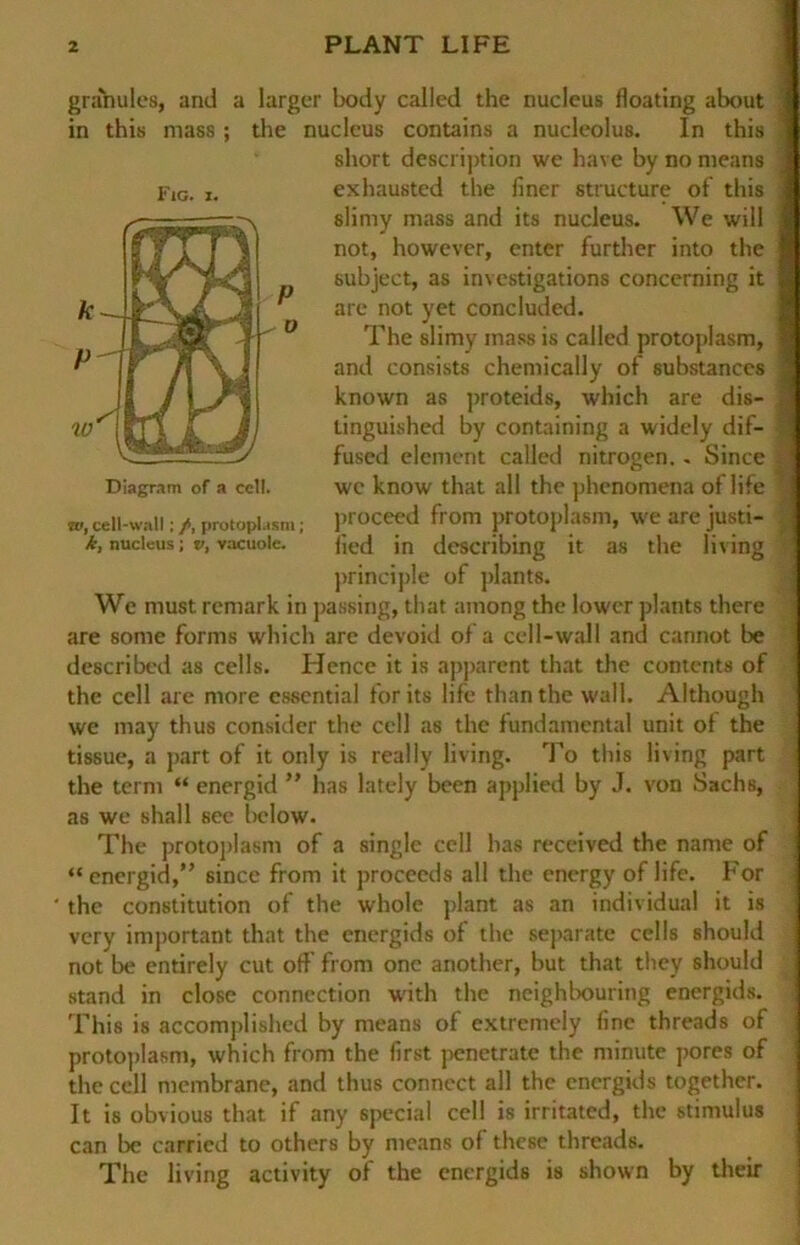 granulös, and a larger body called the nuclcus floating about in this mass ; the nucleus contains a nucleolus. In this short description we have by no means exhausted the finer structure of this slimy mass and its nucleus. We will not, however, enter further into the subject, as investigations concerning it are not yet concluded. The slimy mass is called protoplasm, and consists chemically of substanccs known as proteids, which are dis— tinguished by containing a widely dif- fused element called nitrogen.. Since wc know that all the phenomena of life proceed from protoplasm, we are justi- fied in describing it as the living principle of plants. We must remark in passing, that among the lower plants there are some forms which are devoid of a cell-wall and cannot be described as cells. Hence it is apparent that the contents of the cell are rnore essential forits life thanthe wall. Although we may thus consider the cell as the fundamental unit of the tissue, a part of it only is really living. To this living part the term “ energid ” has lately been applied by J. von «Sachs, as we shall sec below. The protoplasm of a single cell has received the name of “energid,” since from it proceeds all the encrgy of life. For ' the Constitution of the whole plant as an individual it is very important that the energids of the separate cells should not be entirely cut off from one another, but that they should stand in close connection with the neighbouring energids. This is accomplished by means of extremcly fine threads of protoplasm, which from the first penetrate the minute porcs of the cell membrane, and thus connect all the energids together. It is obvious that if any special cell is irritated, the Stimulus can be carried to others by means of these threads. The living activity of the energids is shown by their Fig. i. Diagram of a ccl!. iv, cell-wall; /, protoplasm; k, nucleus; v, vacuole.