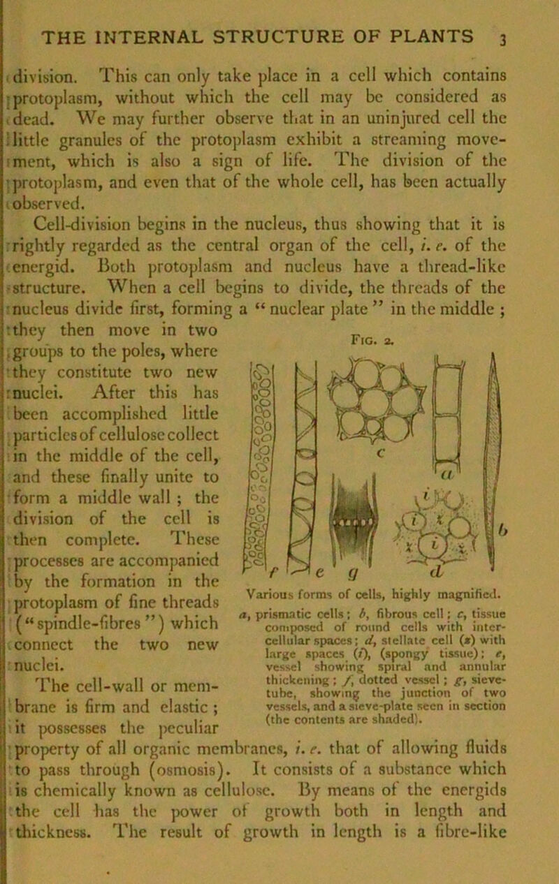 Fig. . division. This can only take place in a cell which contains protoplasm, without which the cell may be considered as i dead. We may further observe that in an uninjured cell the ; littlc granules of the protoplasm exhibit a Streaming move- ment, which is also a sign of life. The division of the ! protoplasm, and even that of the whole cell, has been actually observed. Cell-division begins in the nucleus, thus showing that it is rightly regarded as the central organ of the cell, i. e. of the energid. Both protoplasm and nucleus have a thread-like structure. When a cell begins to divide, the threads of the nucleus divide first, forming a “ nuclear plate ” in the middle ; •.they then move in two , groups to the poles, where they constitute two new nuclei. After this has been accomplished little particlesof cellulose collect in the middle of the cell, and these finally unite to form a middle wall ; the division of the cell is then complete. These ; processes are accompanicd by the formation in the protoplasm of fine threads (“ spindle-fibres ”) which .connect the two new nuclei. The cell-wall or mcm- 1 brane is firm and elastic ; it possesses the peculiar property of all organic membranes, i. e. that of allowing fluids to pass through (osmosis). It consists of a substance which is chemically known as cellulose. By means of the energids the cell has the power ot growth both in lcngth and thickness. The result of growth in length is a fibrc-like Various forras of cells, highly magnificd. a, prismatic cclls; b, fibrous ccll; c, tissue composed of round cclls with intcr- ccllular spaces; d, stellate cell (*) with large spaces (/), (spongy tissue); e, vessel showing spiral and annular thiclccning ; dotted vessel; g, sieve- tube, showing the junction of two vcssels, and a sieve-plate secn in section (the Contents are shaded).