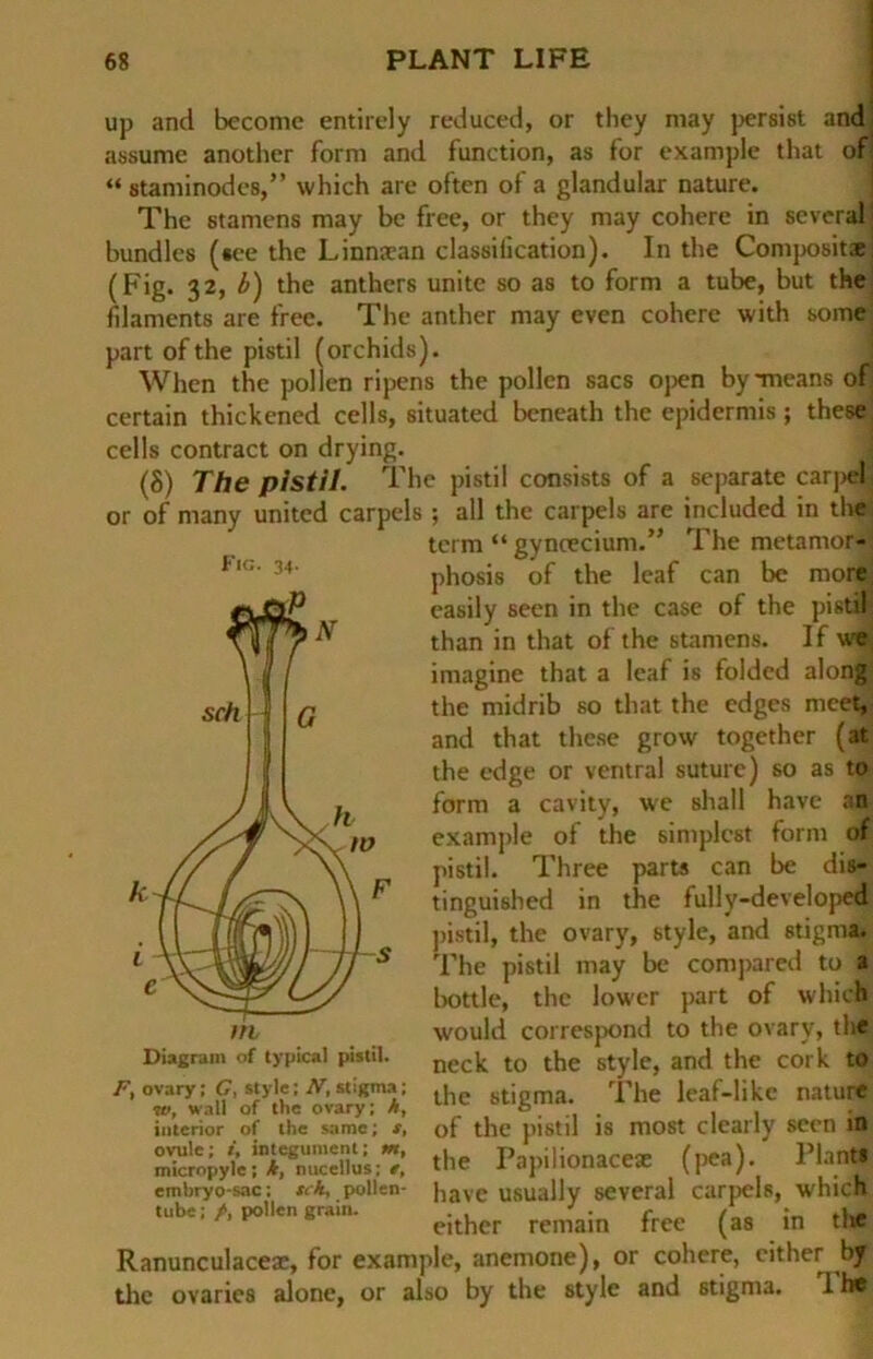 Fic. 34. up and become entirely reduced, or they may persist andj assume anothcr form and function, as for example that of « staminodes,” which are oftcn of a glandular nature. The stamens may be free, or they may cohere in scveral1 bundles («ee the Linnacan classiiication). In the Compositae (Fig. 32, b) the anthers unite so as to form a tube, but the fdaments are free. The anther may even cohere with some part of the pistil (orchids). When the pollen ripens the pollen sacs open by-means of certain thickened cells, situated beneath the epidermis; these! cells contract on drying. (8) The pistil. The pistil consists of a separate carpel or of many unitcd carpels ; all the carpels are included in the term “ gyncecium.” The metamor- phosis of the leaf can be more; easily seen in the case of the pistil. than in that of the stamens. If we imagine that a leaf is folded along the midrib so that the edges mcet, and that these grow togethcr (at the edge or ventral suturc) so as to form a cavity, we shall have an example of the simplest form of pistil. Three parts can be dis- tinguished in the fully-developed pistil, the ovary, style, and stigm» The pistil may be compared to a bottle, the lower part of which would correspond to the ovary, the neck to the style, and the cork to the Stigma. The leaf-like nature of the pistil is most clearly seen in the Papilionacese (pca). Plant* have usually several carpels, which eithcr remain free (as in tlie Ranunculaceae, for example, anemone), or cohere, either bf'. the ovarics alone, or also by the style and 6tigma. I h#; ovary; C, style; ff, Stigma; w, wall of tlie ovary; h, interior of the same; s, ovule; i, integument; m, micropyle ; k, nucellus; t, embryo-sac; sch, pollen- tube; /, pollen grain.