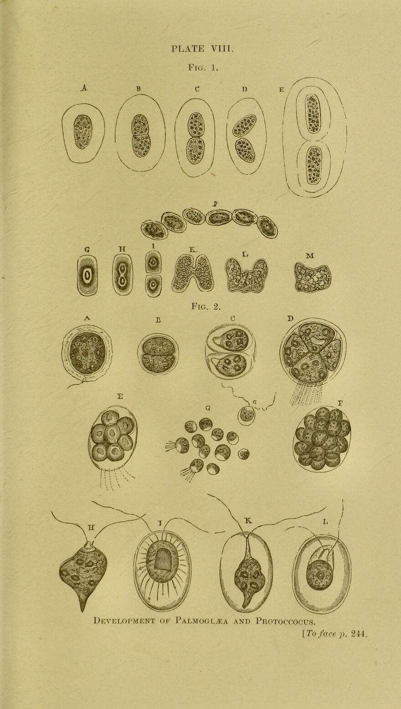 PLATE VIII. Fig. 1. Fig. 2. Development ok Palmoglvea and Protoccocus. [To face p. 244,