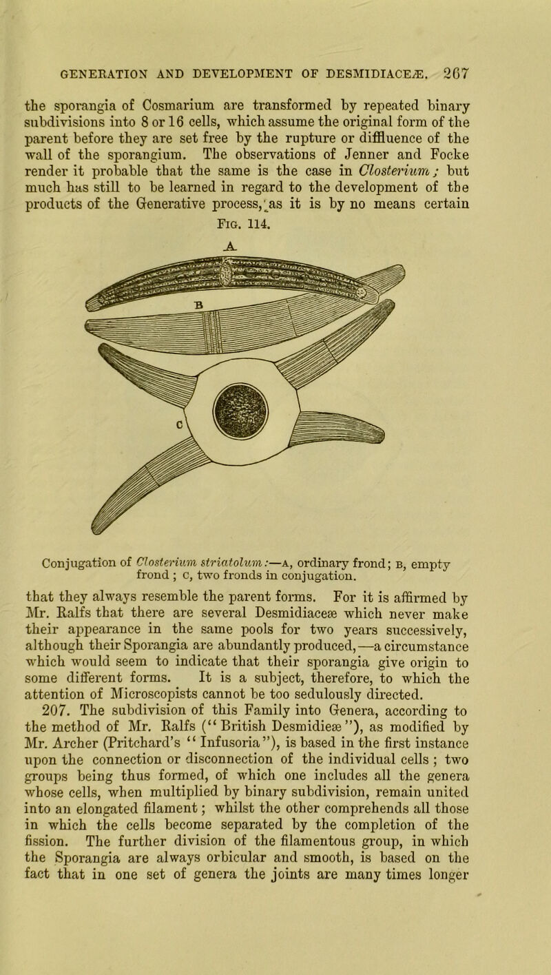 the sporangia of Cosmarium are transformed by repeated binary subdivisions into 8 or 16 cells, which assume the original form of the parent before they are set free by the rupture or diffluence of the wall of the sporangium. The observations of Jenner and Focke render it probable that the same is the case in Closterium; but much has still to be learned in regard to the development of the products of the Generative process, ras it is by no means certain Fig. 114. A. Conjugation of Closterium striatolum:—a, ordinary frond; b, empty frond ; c, two fronds in conjugation. that they always resemble the parent forms. For it is affirmed by Mr. Ralfs that there are several Desmidiacese which never make their appearance in the same pools for two years successively, although their Sporangia are abundantly produced,—a circumstance which would seem to indicate that their sporangia give origin to some different forms. It is a subject, therefore, to which the attention of Microscopists cannot be too sedulously directed. 207. The subdivision of this Family into Genera, according to the method of Mr. Ralfs (“British Desmidiese ”), as modified by Mr. Archer (Pritchard’s “ Infusoria”), is based in the first instance upon the connection or disconnection of the individual cells ; two groups being thus formed, of which one includes all the genera whose cells, when multiplied by binary subdivision, remain united into an elongated filament; whilst the other comprehends all those in which the cells become separated by the completion of the fission. The further division of the filamentous group, in which the Sporangia are always orbicular and smooth, is based on the fact that in one set of genera the joints are many times longer