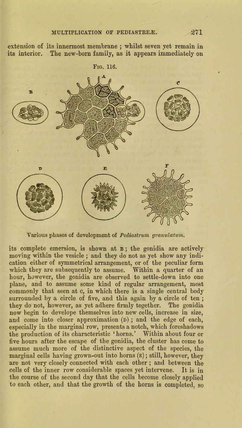 extension of its innermost membrane ; whilst seven yet remain in its interior. The new-born family, as it appears immediately on Fig. 116. Various phases of development of Pediastrum granulatvm. its complete emersion, is shown at B ; the gonidia are actively moving within the vesicle ; and they do not as yet show any indi- cation either of symmetrical arrangement, or of the peculiar form which they are subsequently to assume. Within a quarter of an hour, however, the gonidia are observed to settle-down into one plane, and to assume some kind of regular arrangement, most commonly that seen at c, in which there is a single central body surrounded by a circle of five, and this again by a circle of ten ; they do not, however, as yet adhere firmly together. The gonidia now begin to develope themselves into new cells, increase in size, and come into closer approximation (d) ; and the edge of each, especially in the marginal row, presents a notch, which foreshadows the production of its characteristic ‘horns.’ Within about four or five hours after the escape of the gonidia, the cluster has come to assume much more of the distinctive aspect of the species, the marginal cells having grown-out into horns (e) ; still, however, they are not very closely connected with each other ; and between the cells of the inner row considerable spaces yet intervene. It is in the course of the second day that the cells become closely applied to each other, and that the growth of the horns is completed, so